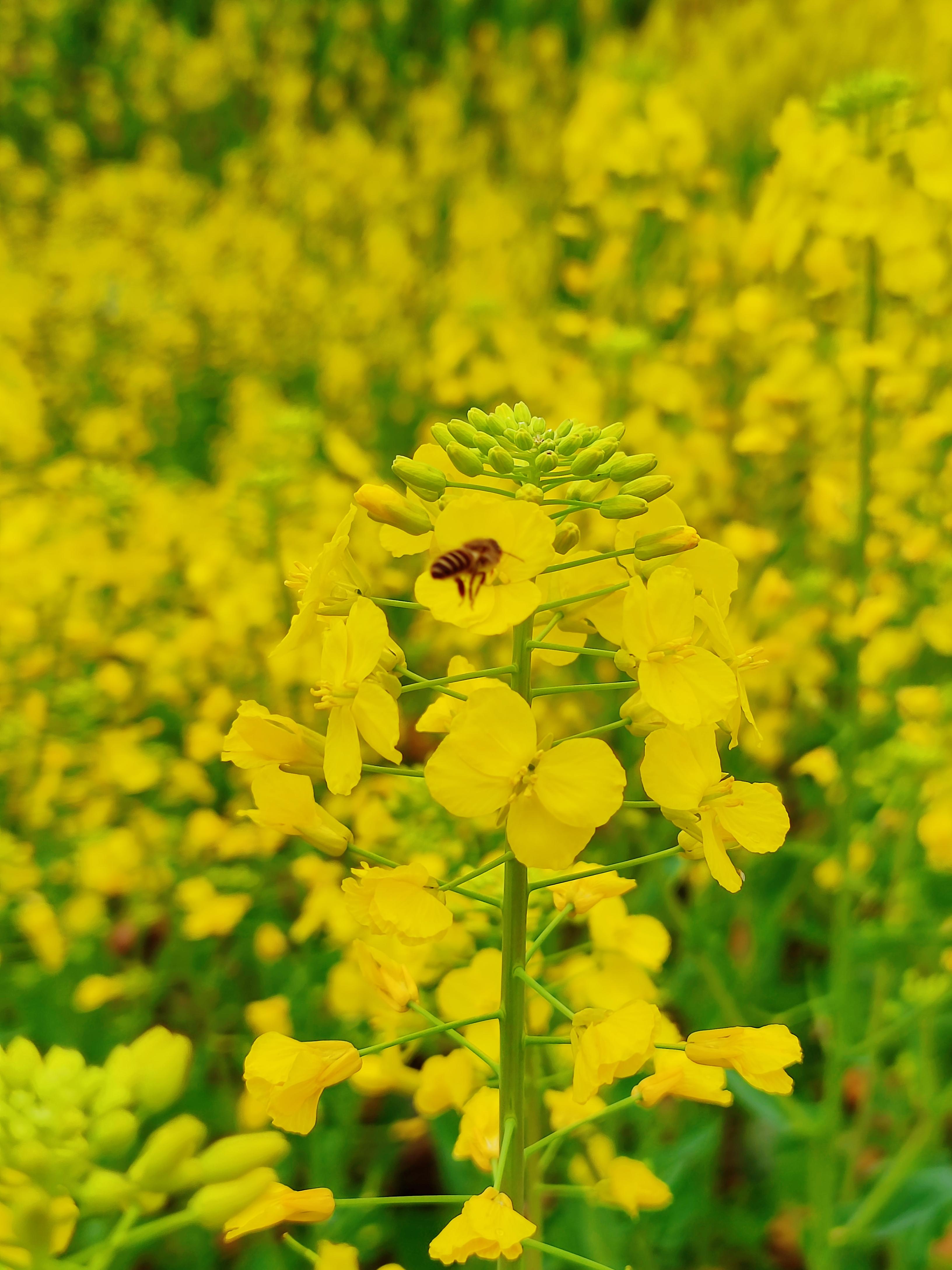 撇捺横折 的想法: 油菜花