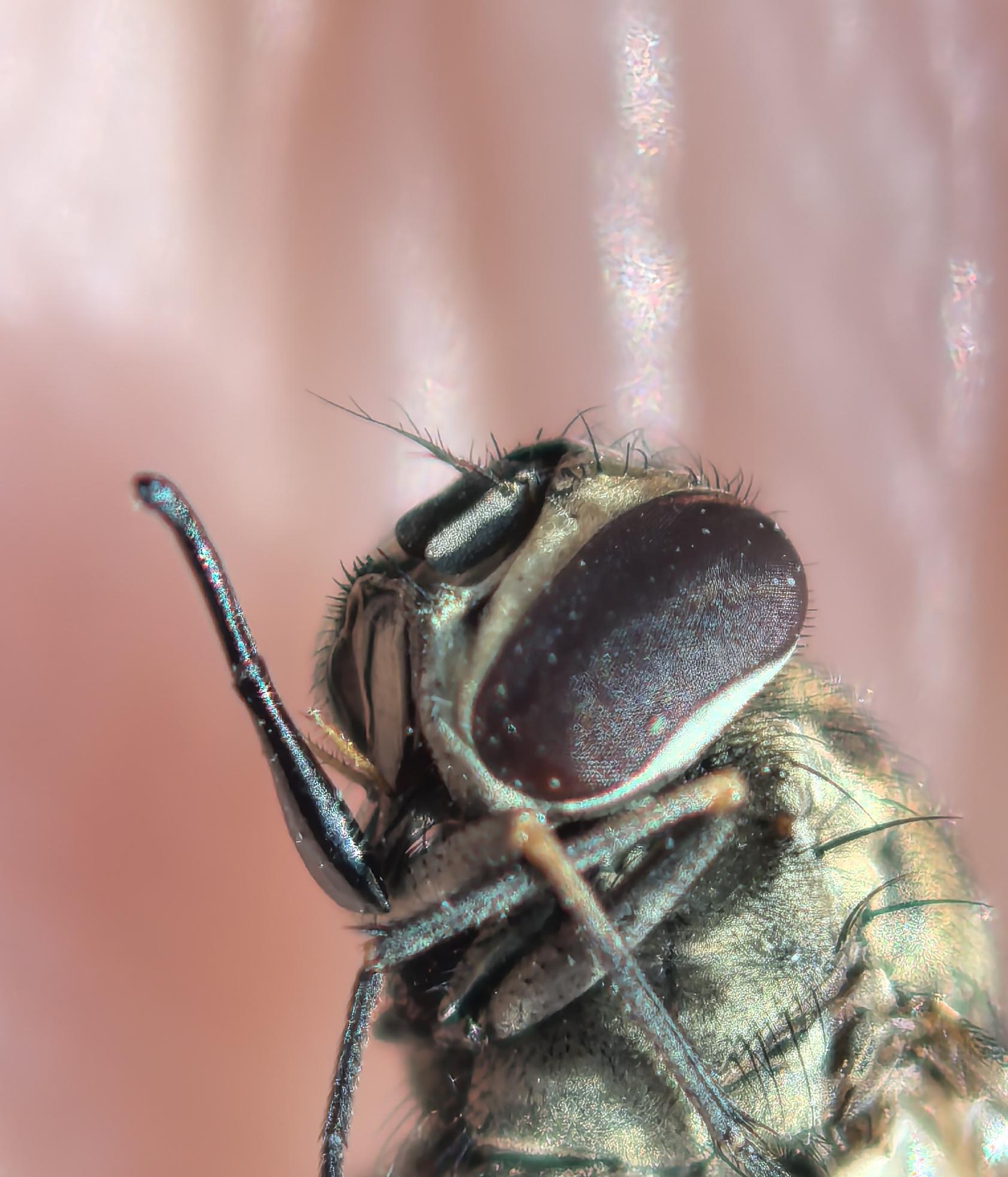 ​明明是蝇科的正统苍蝇,但学着蚊子和虻,雌虫