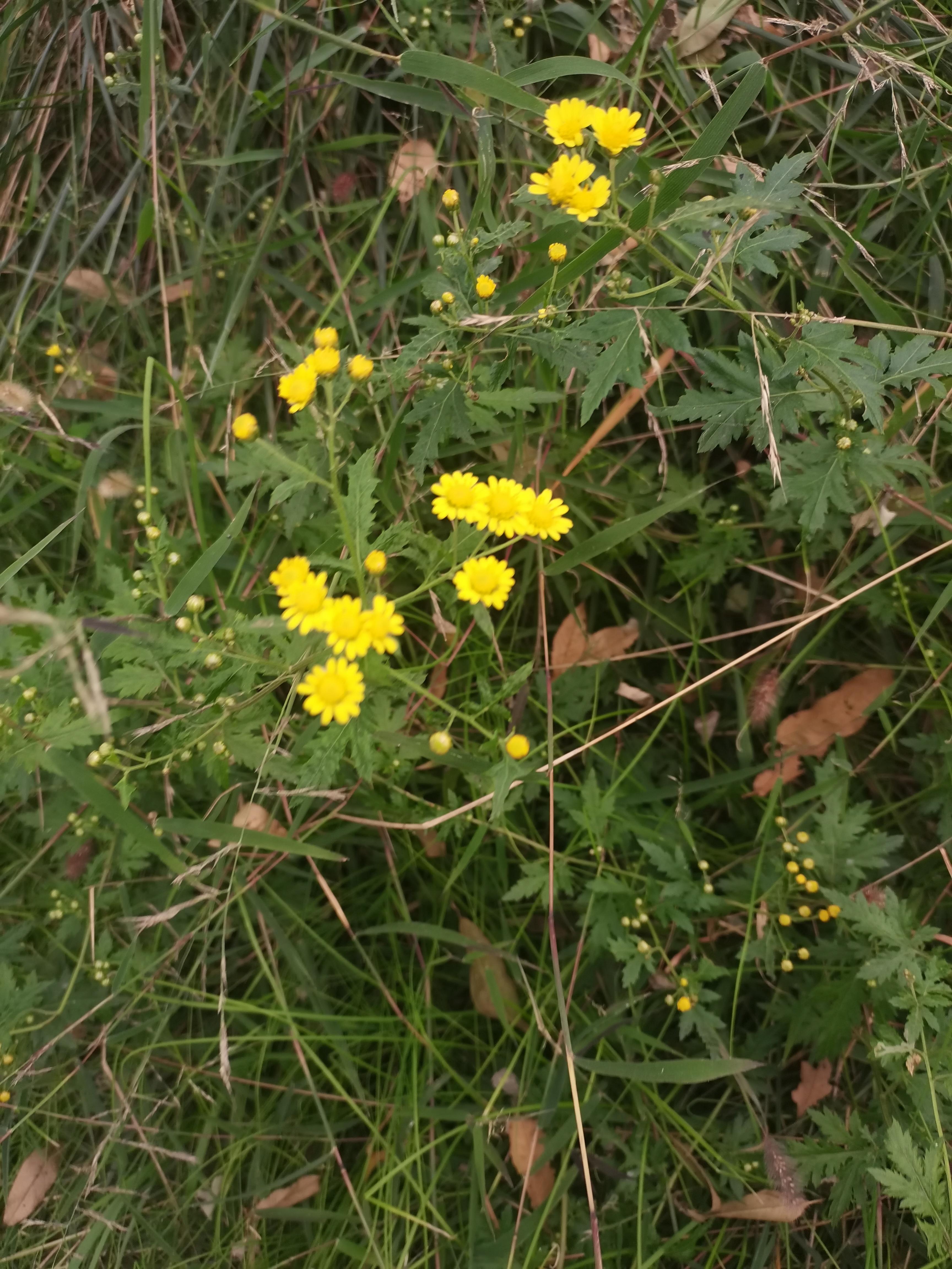开心果妈 的想法: 我把秋天带回家 | 时至深秋,单位附近山上的小雏菊
