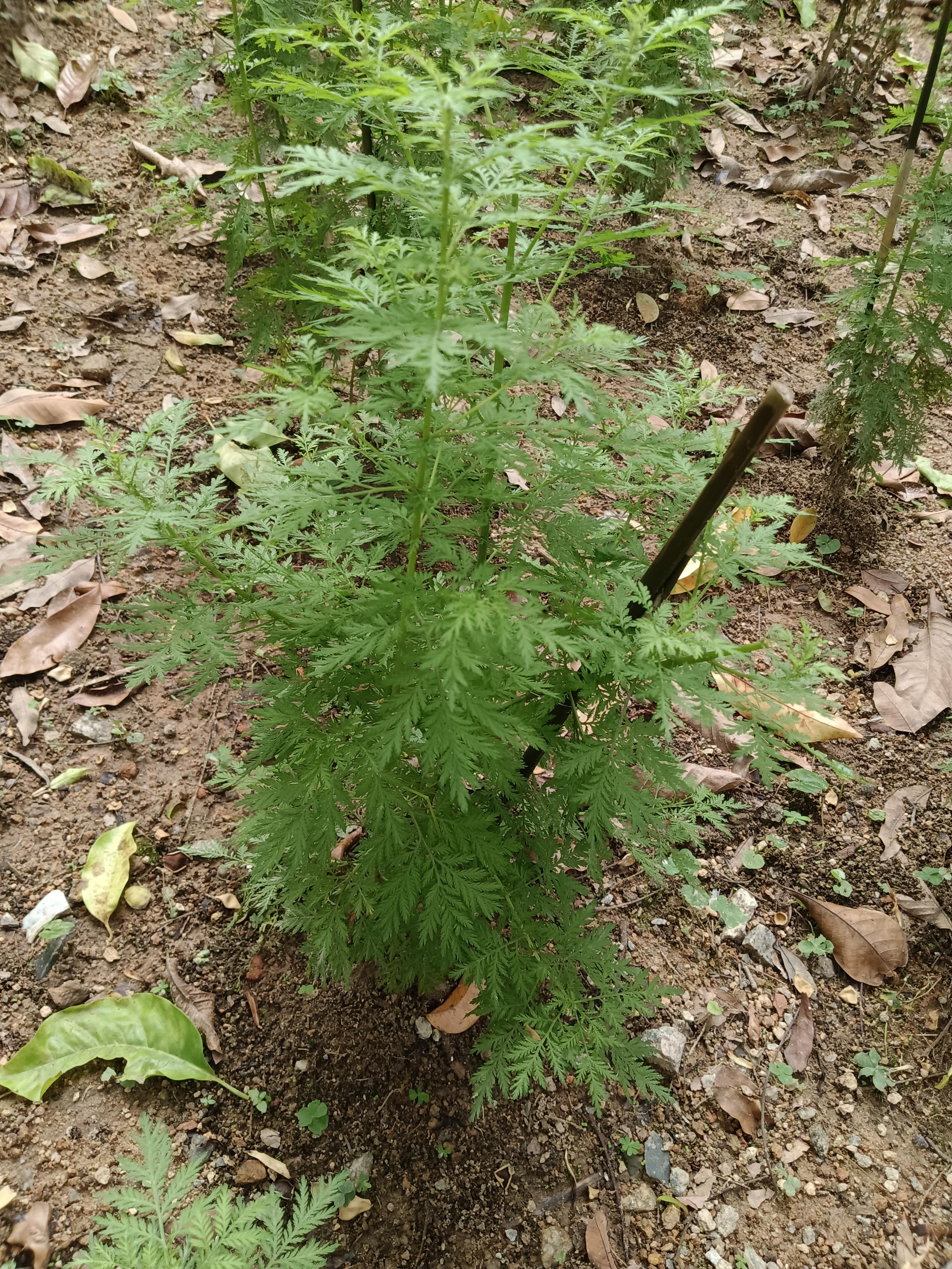 黄花蒿 | 大名鼎鼎的青蒿