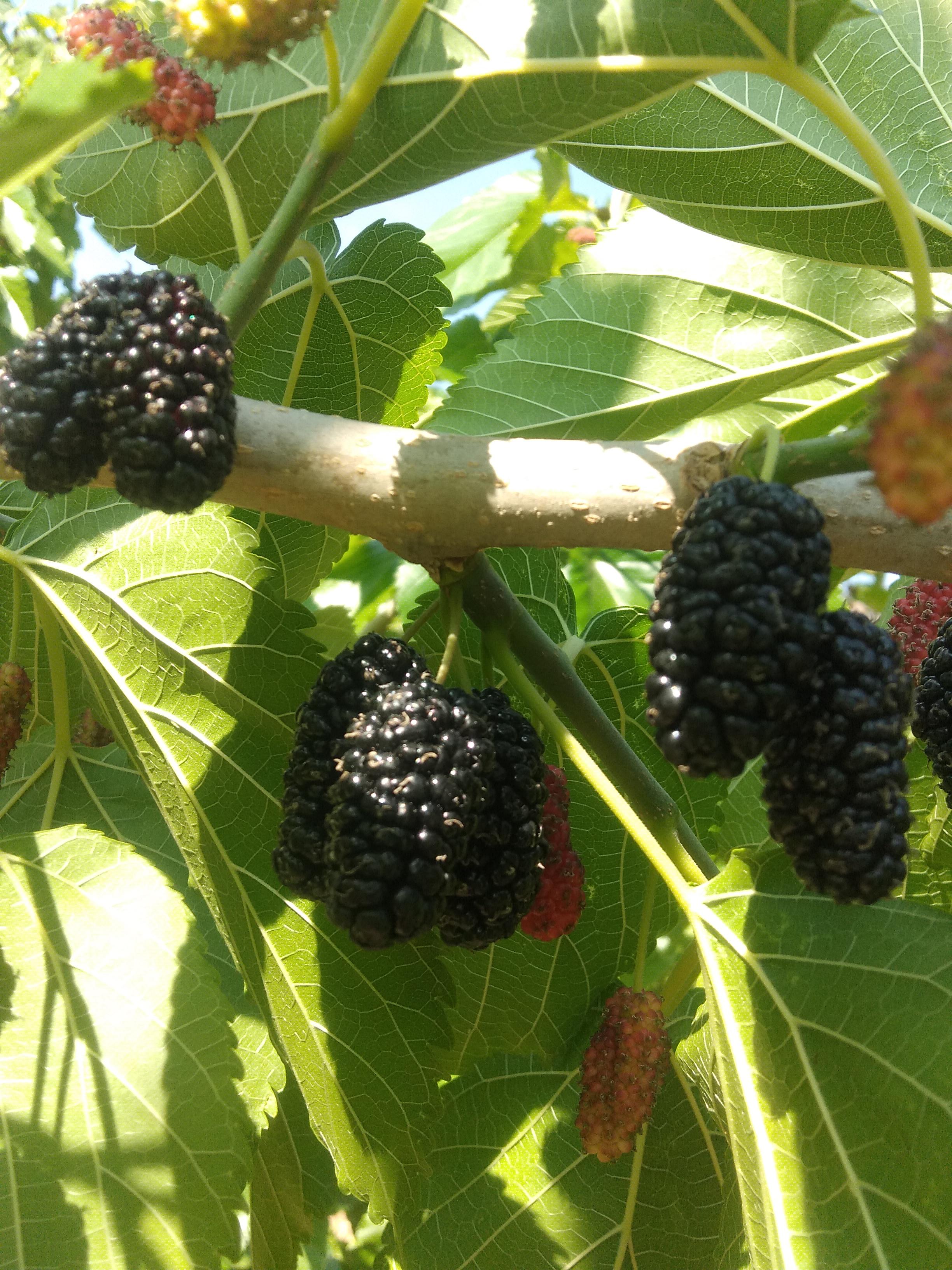 红水鱼 的想法: 桑葚好不好,吃了都知道