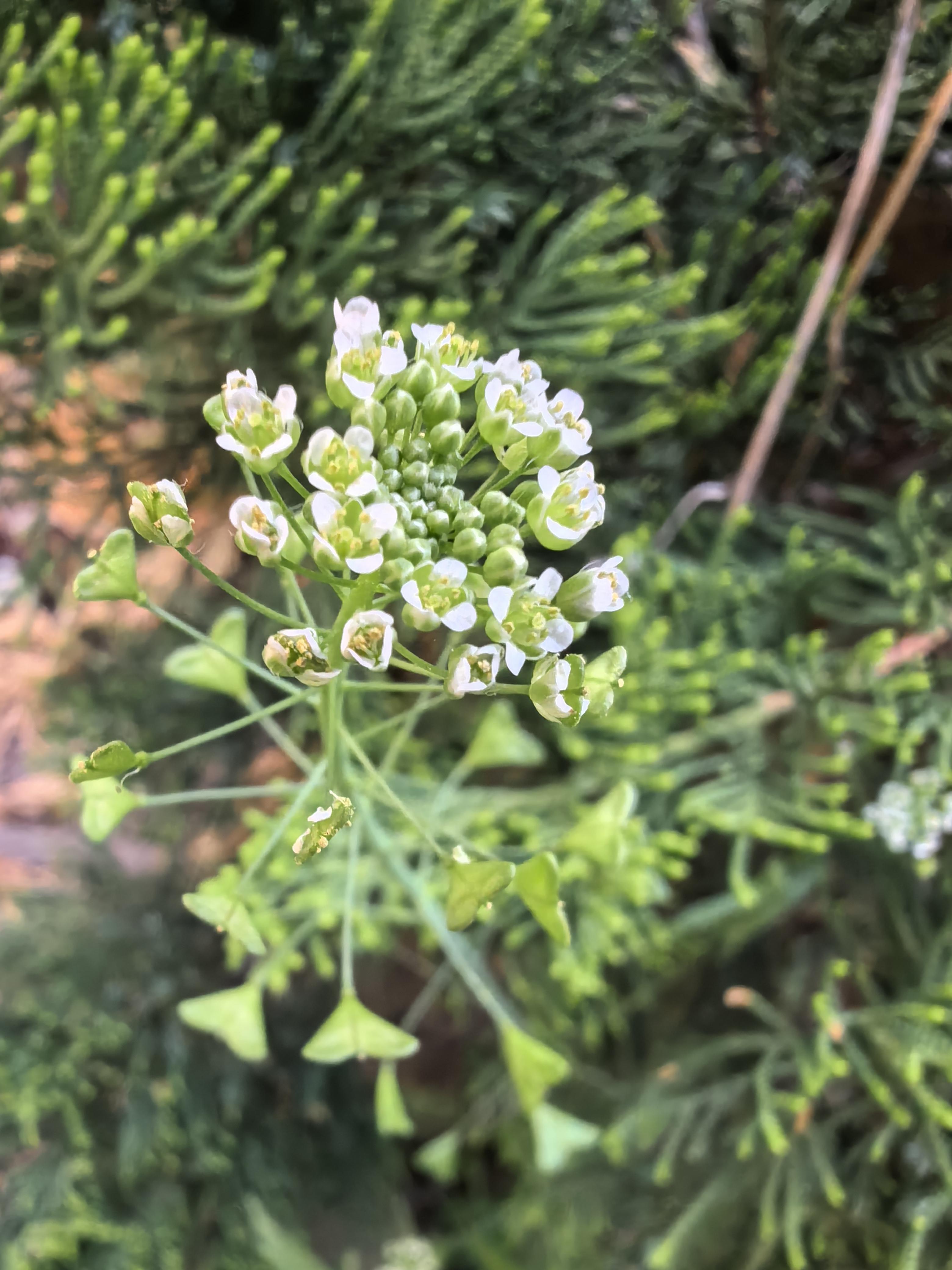 荠菜开花还能吃吗?图片