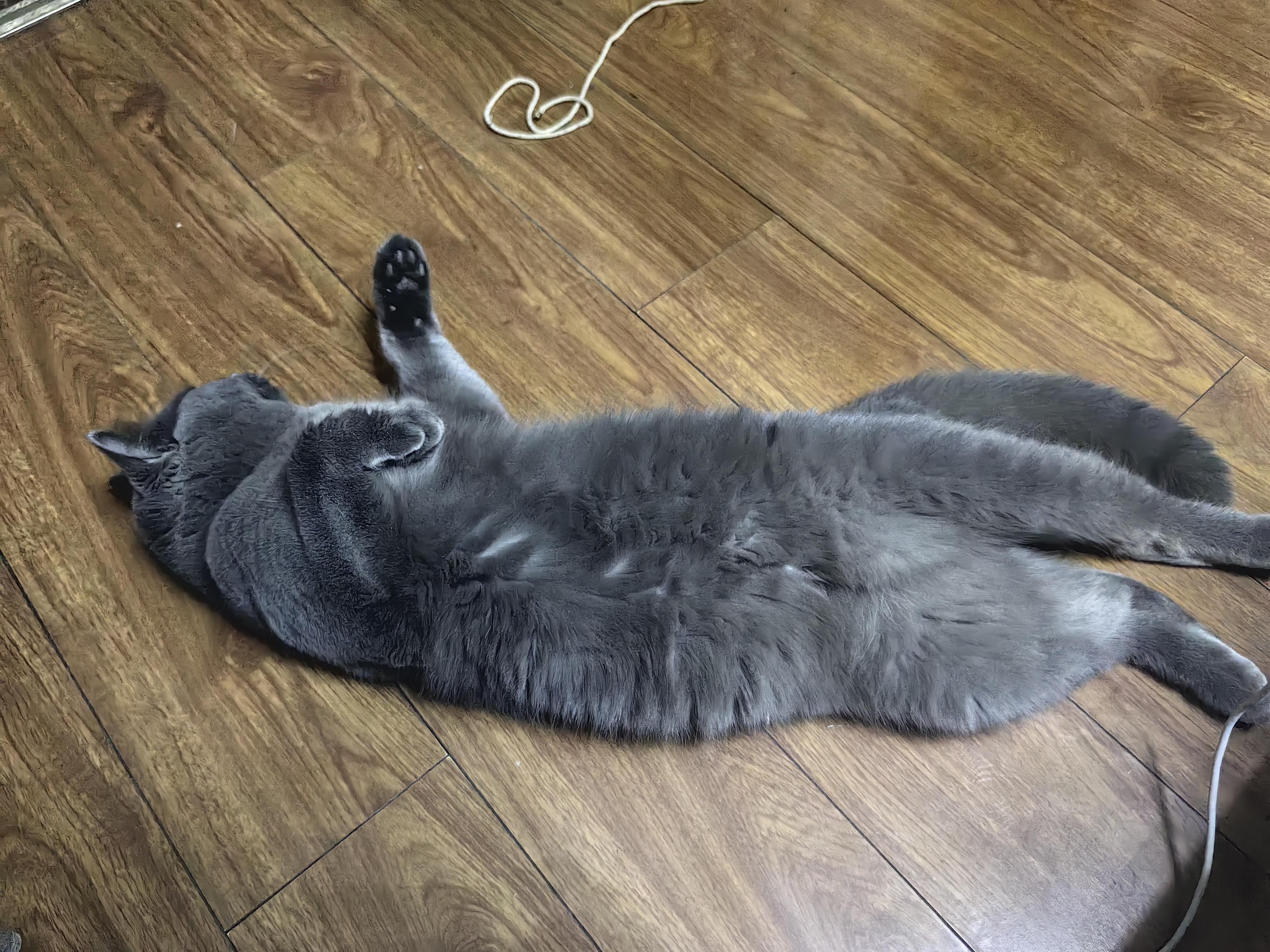 胖子为什么爱睡觉