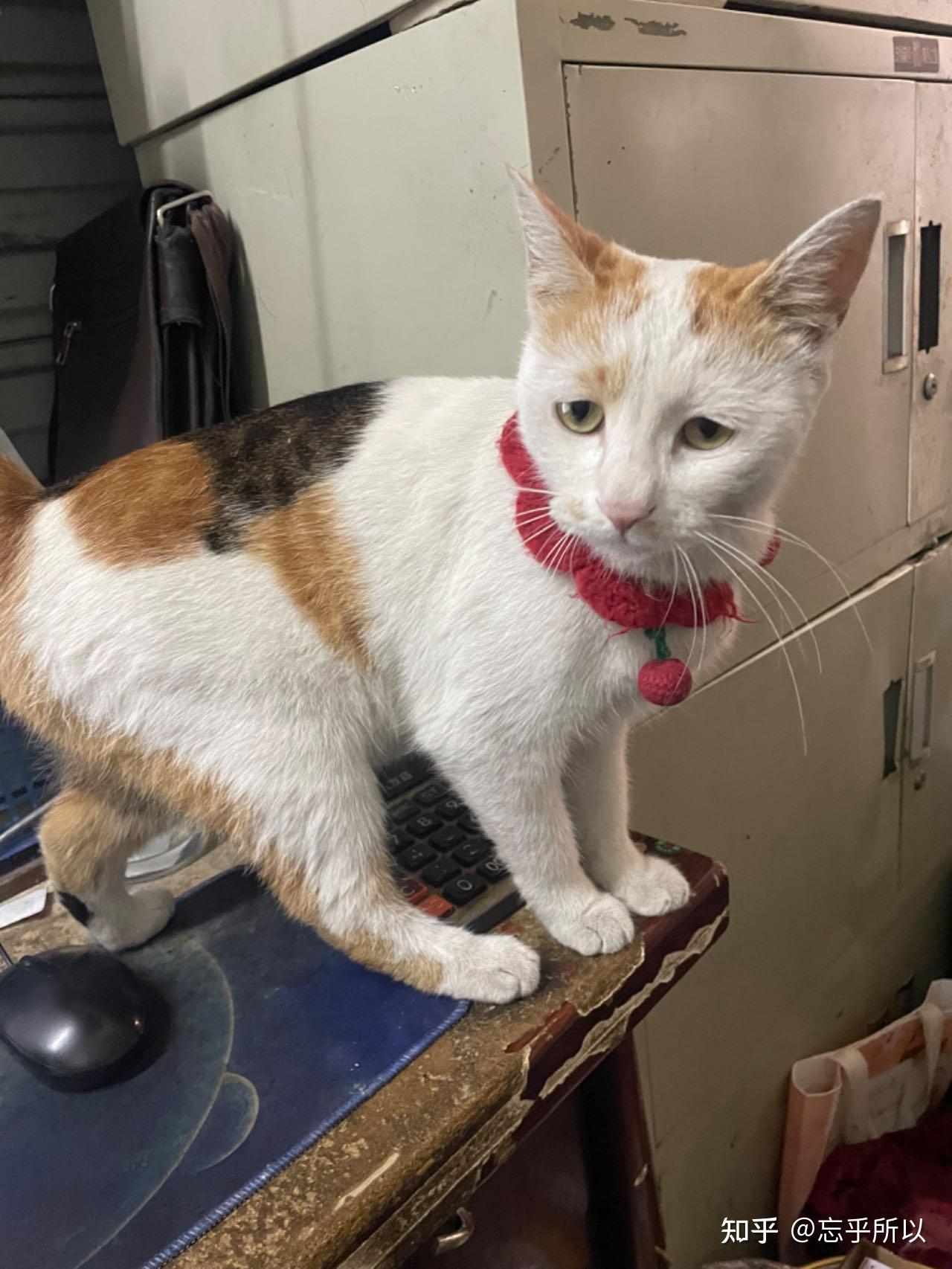 我的猫走了这只猫名叫果冻是今年五月份来到我店里当时给它喂了剩饭