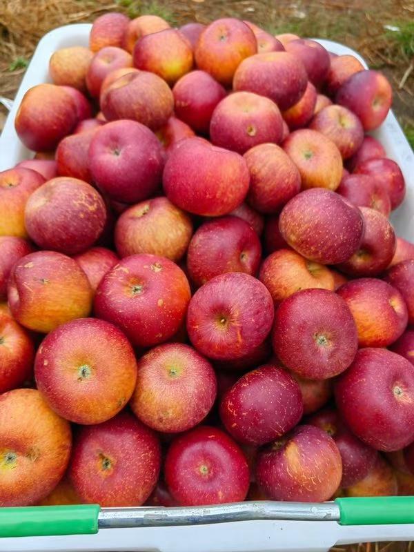 小刺猬的娘亲 的想法: 野生苹果 | 长在石头山上的野生小苹果 br>纯