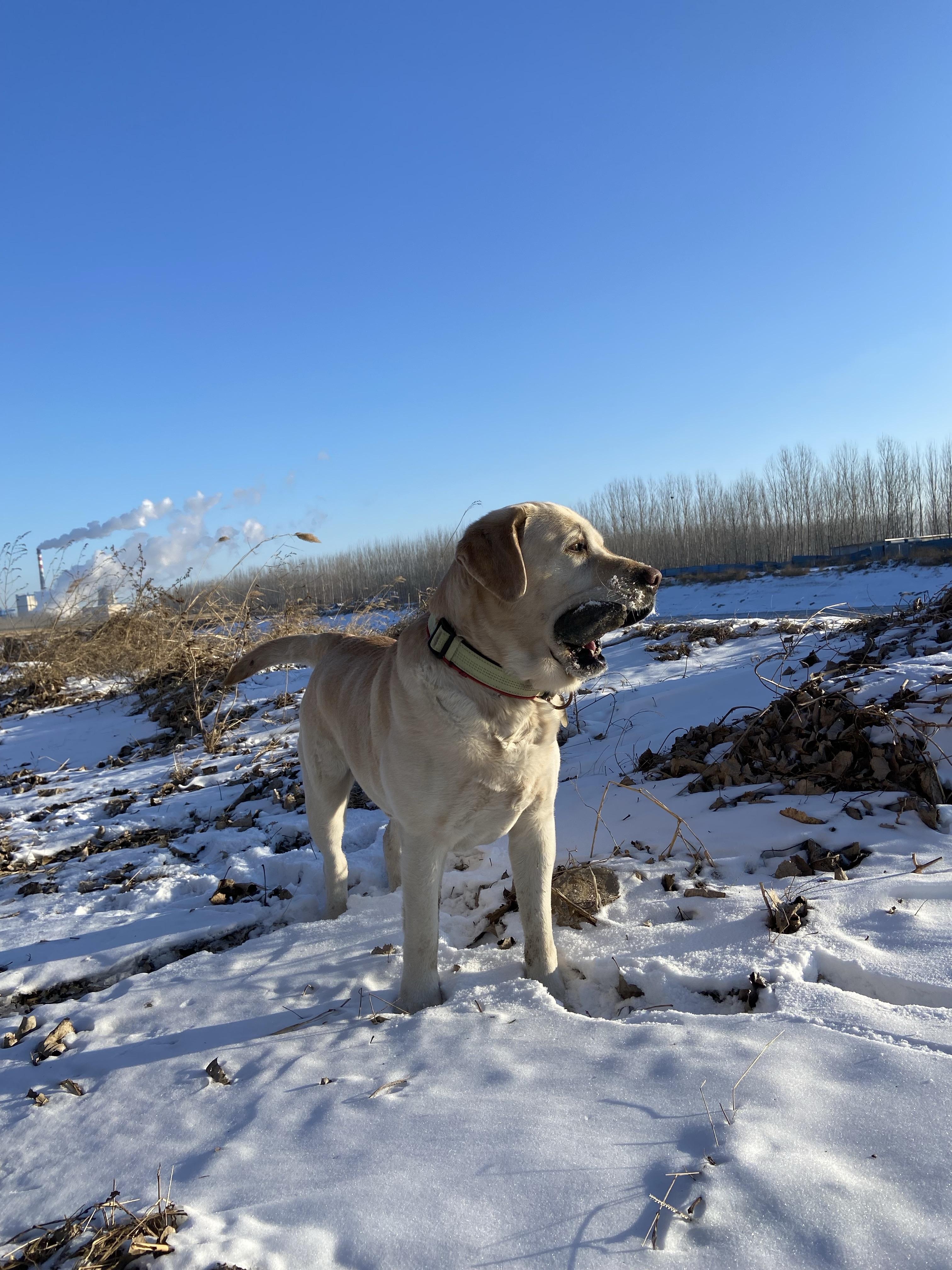 一把年纪还眼神清澈的九岁拉布拉多
