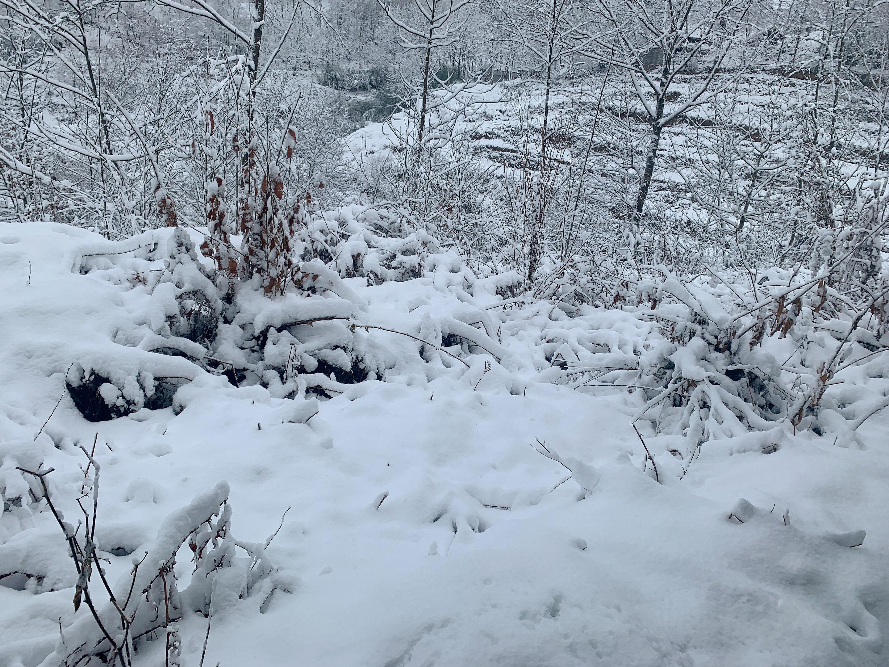 冬天下雪的图片大全图片