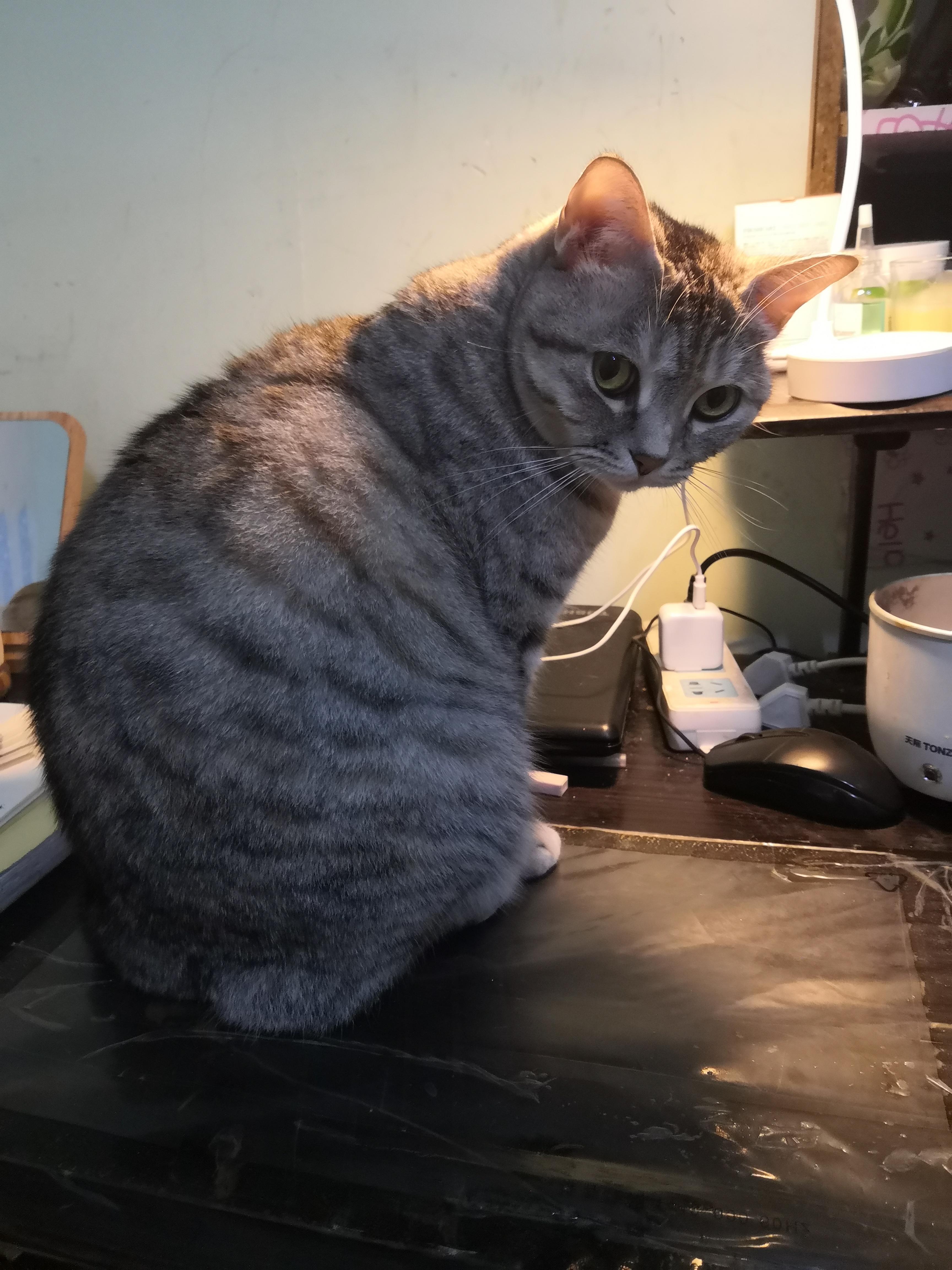 haya桑 的想法: 暖光之下的猫猫很暖 |  a href="https://www.zhihu.