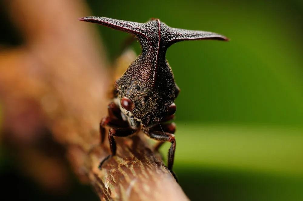 南笙浅梦墨汐 的想法: 稀奇古怪的蝉