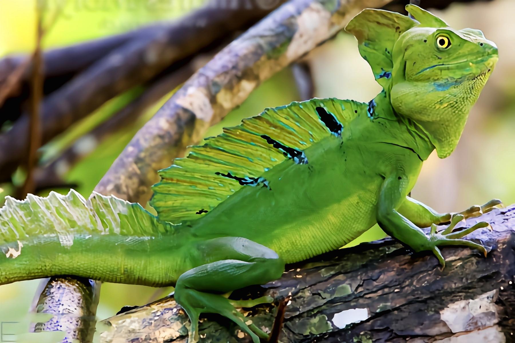 云安之城 的想法: 每天认识一种动物——双冠蜥 | 双冠蜥别名怪蛇,原
