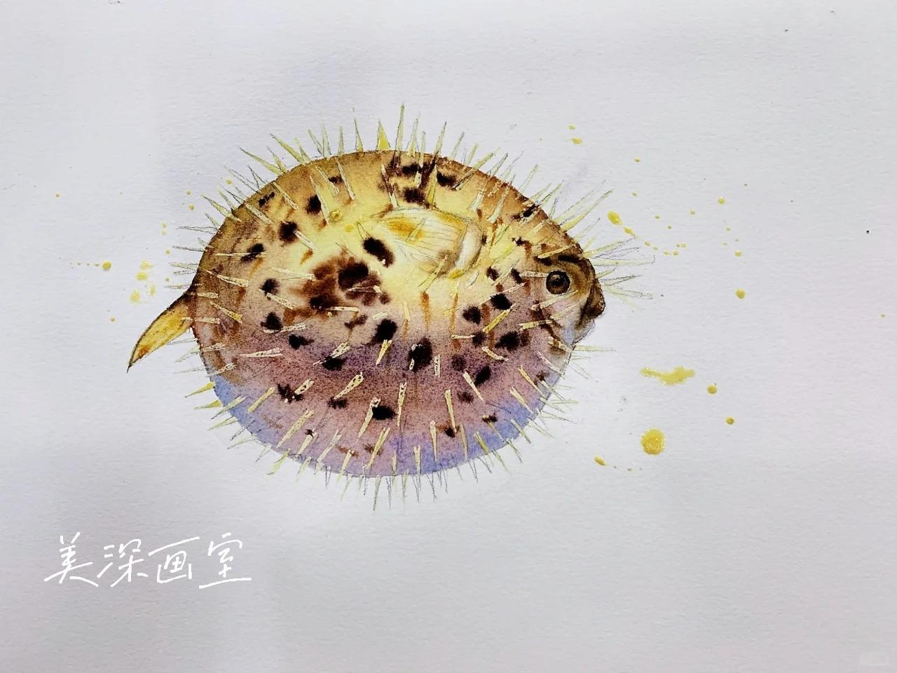 深圳美深画室 的想法: 水彩步骤图|河豚 | 清一清库存图哈哈 br>来自