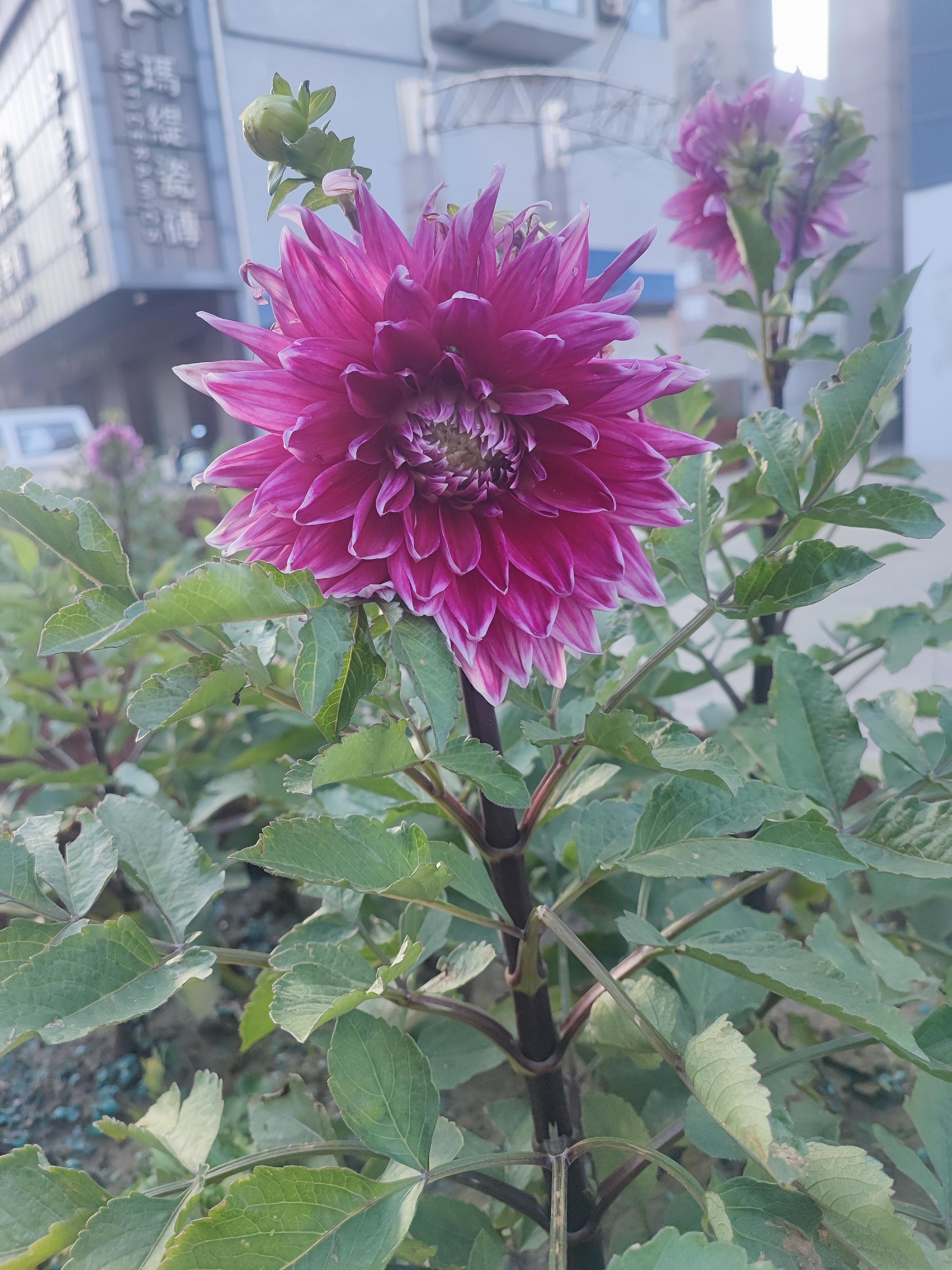 水杉 的想法: 西番莲