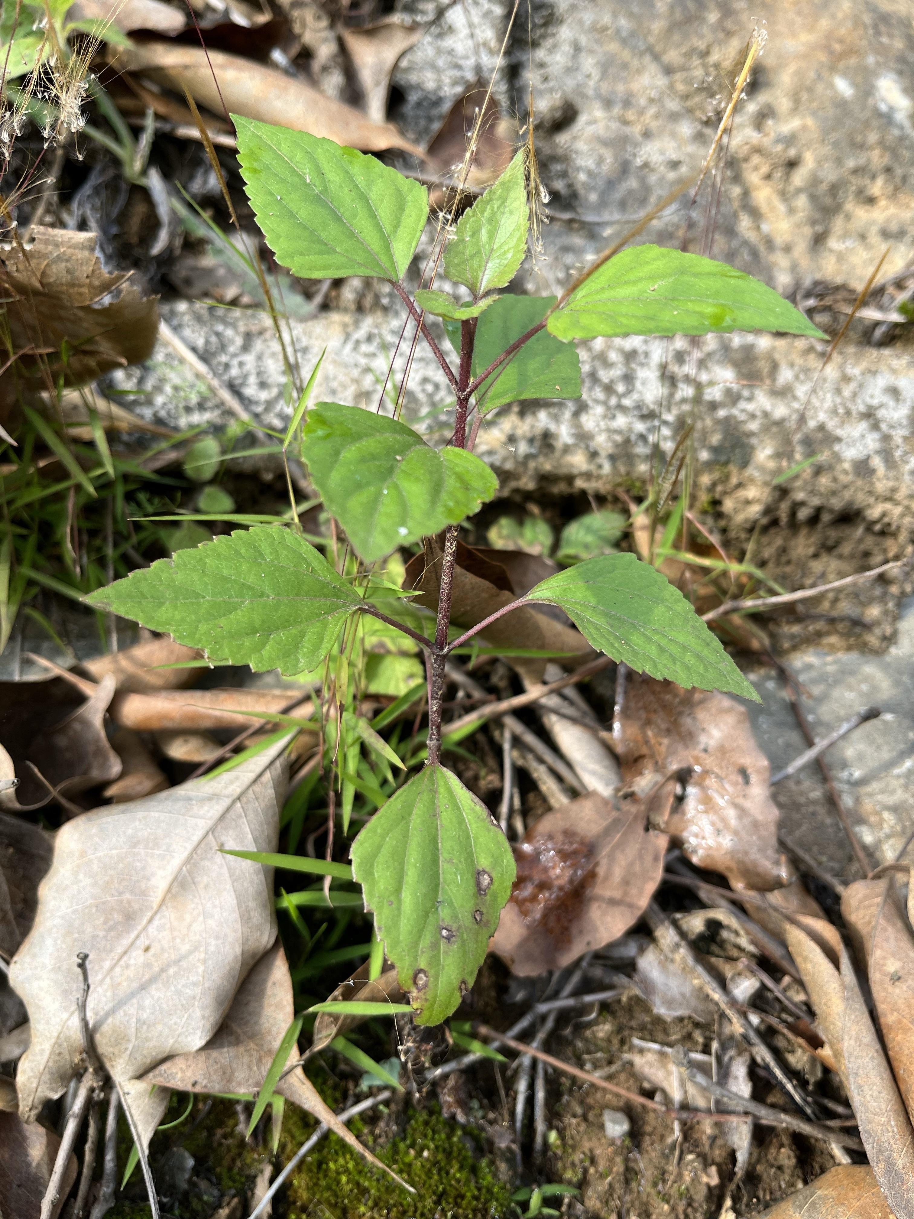 知乎用户lfwpuh 的想法: 止血神器大黑草,你知道吗?