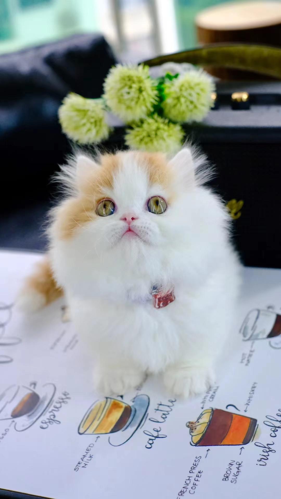 大觉 的想法: 橘白拿破仑矮脚猫猫 | 是只弟弟,好可爱 br>jiojio贴地