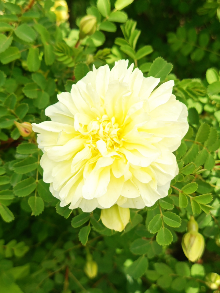 这里是彼岸 的想法: 娇媚的重瓣黄刺玫 | 黄刺玫,为蔷薇科,蔷薇属落叶