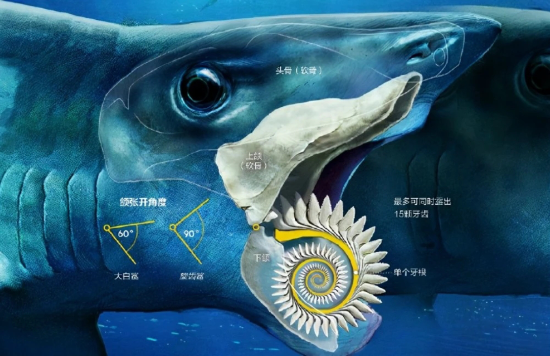 巨齿鲨和旋齿鲨谁厉害