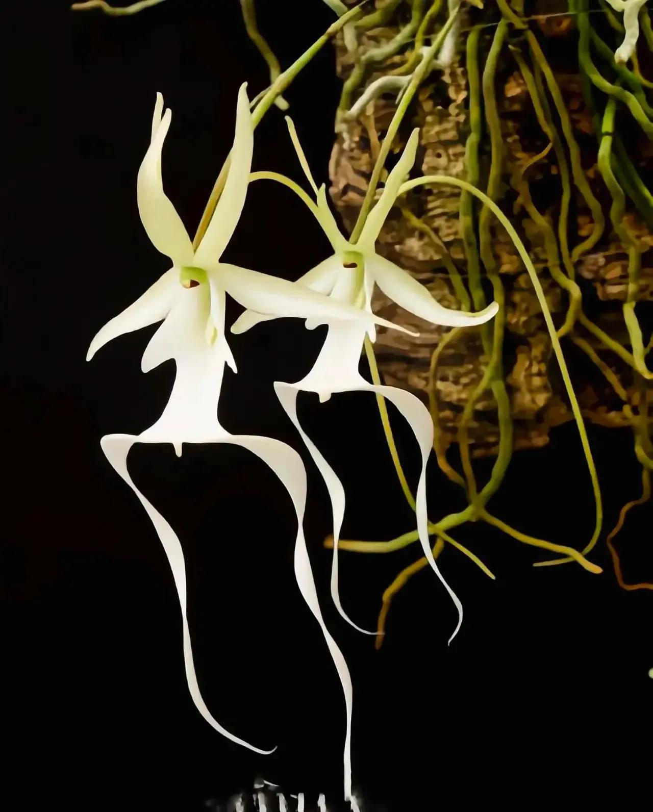 郗郗 的想法: 罕见花卉——幽灵兰花 | 幽灵兰花是一种非常稀有的花