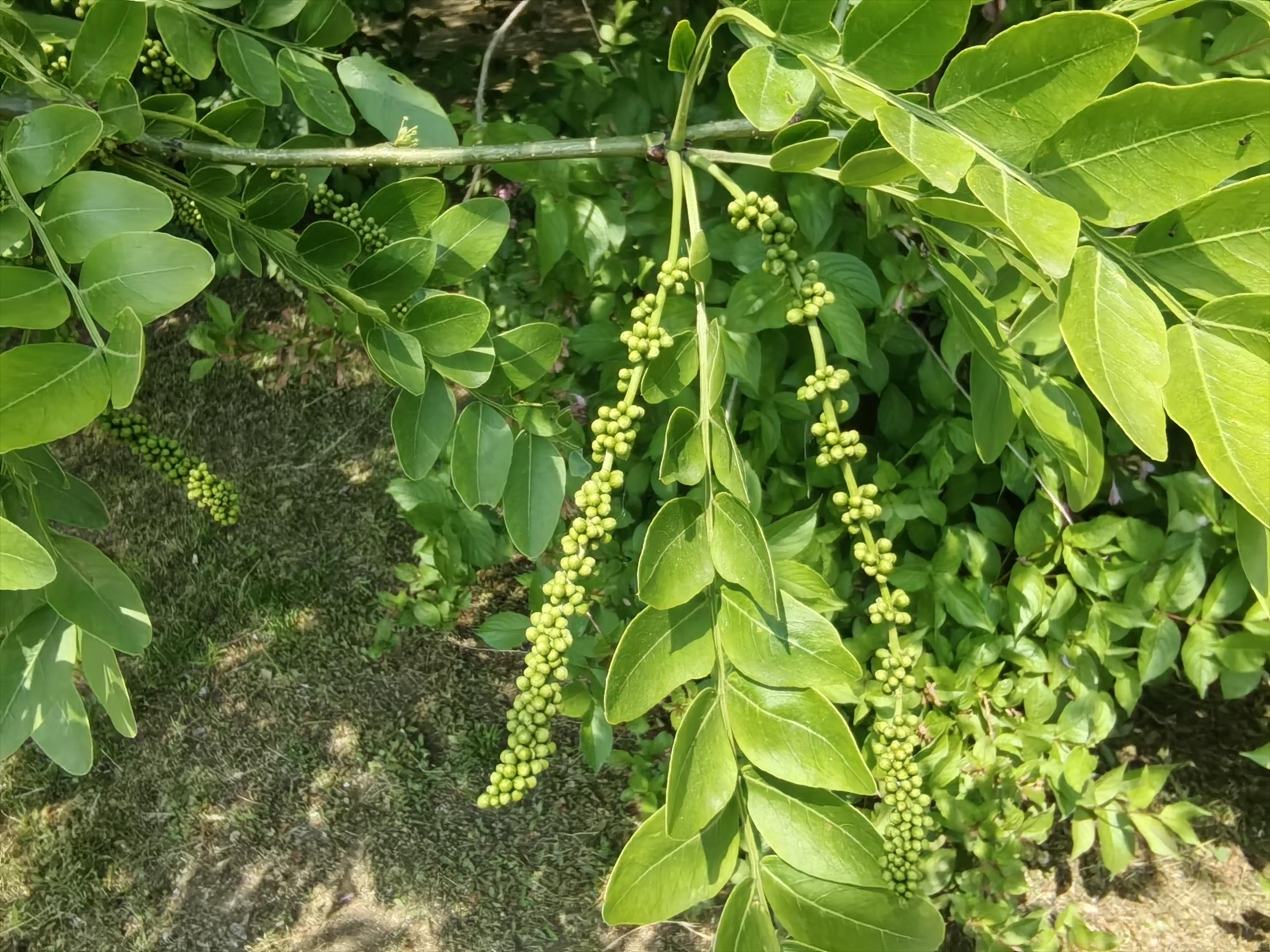 回归家园 的想法: 皂荚树花长串串