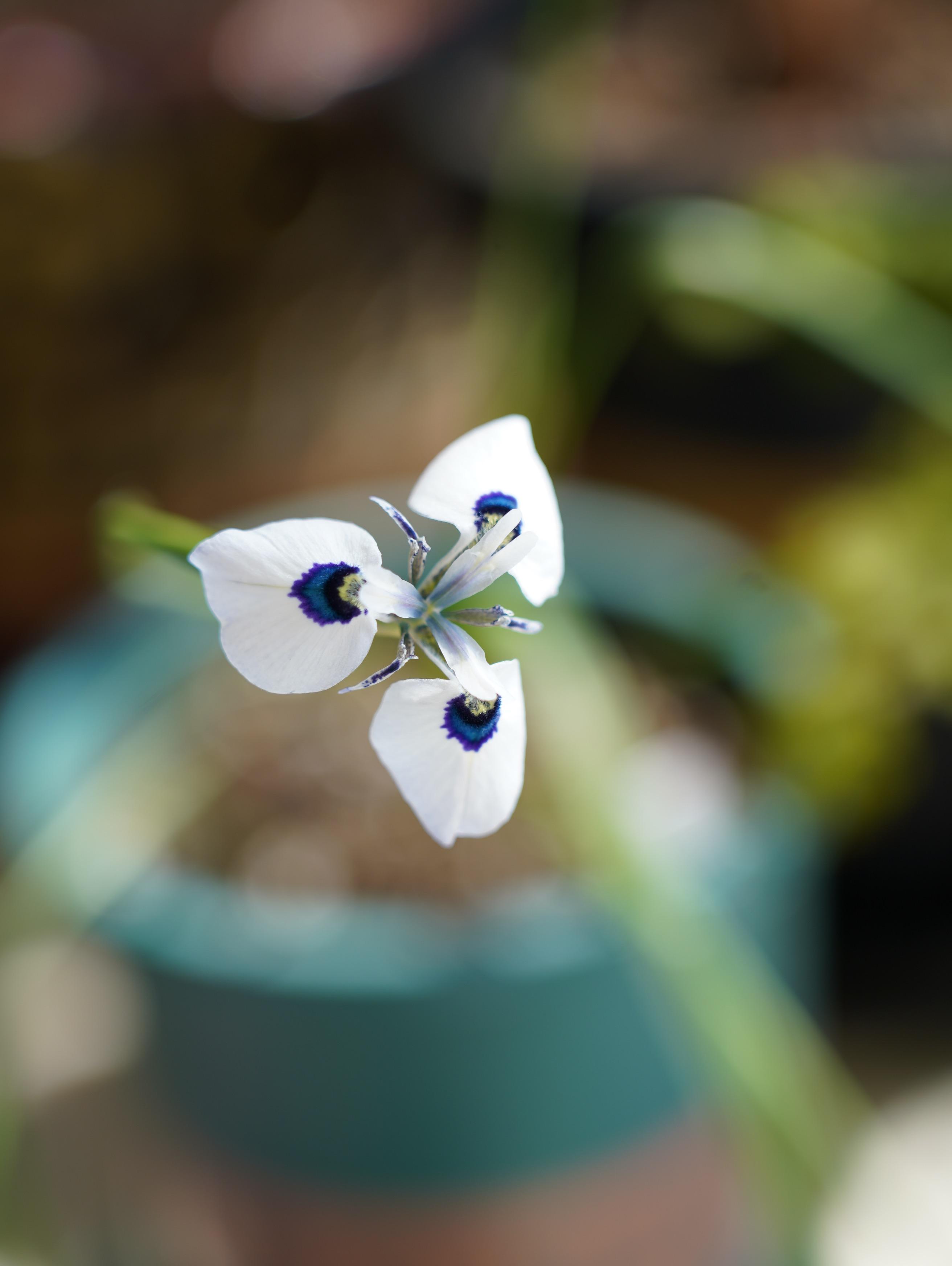 天宇说 的想法: 孔雀肖鸢尾花趁我不注意,悄咪咪开了 br> br>花很惊艳
