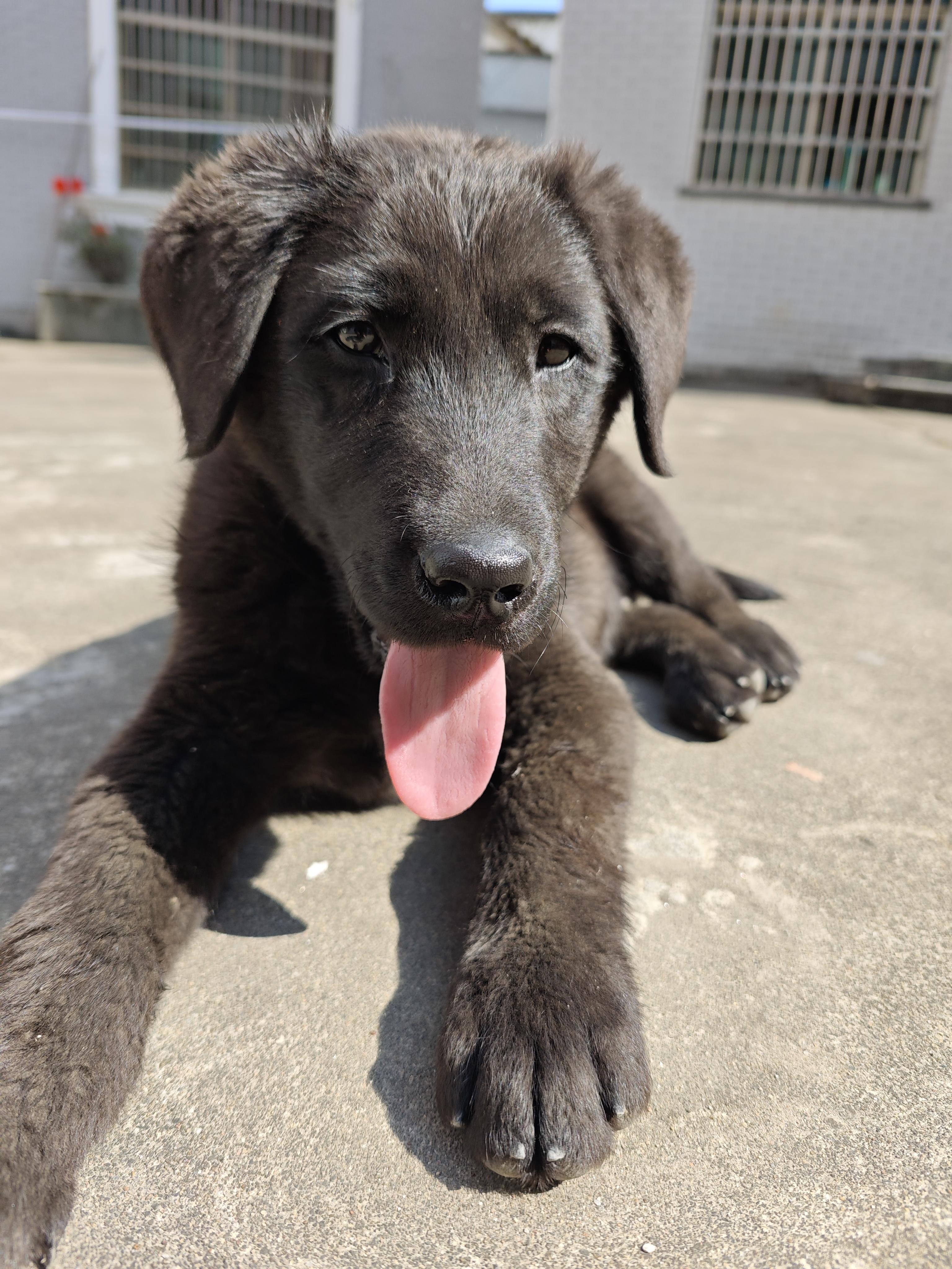 老煌冻 的想法: 温顺的小狗狗