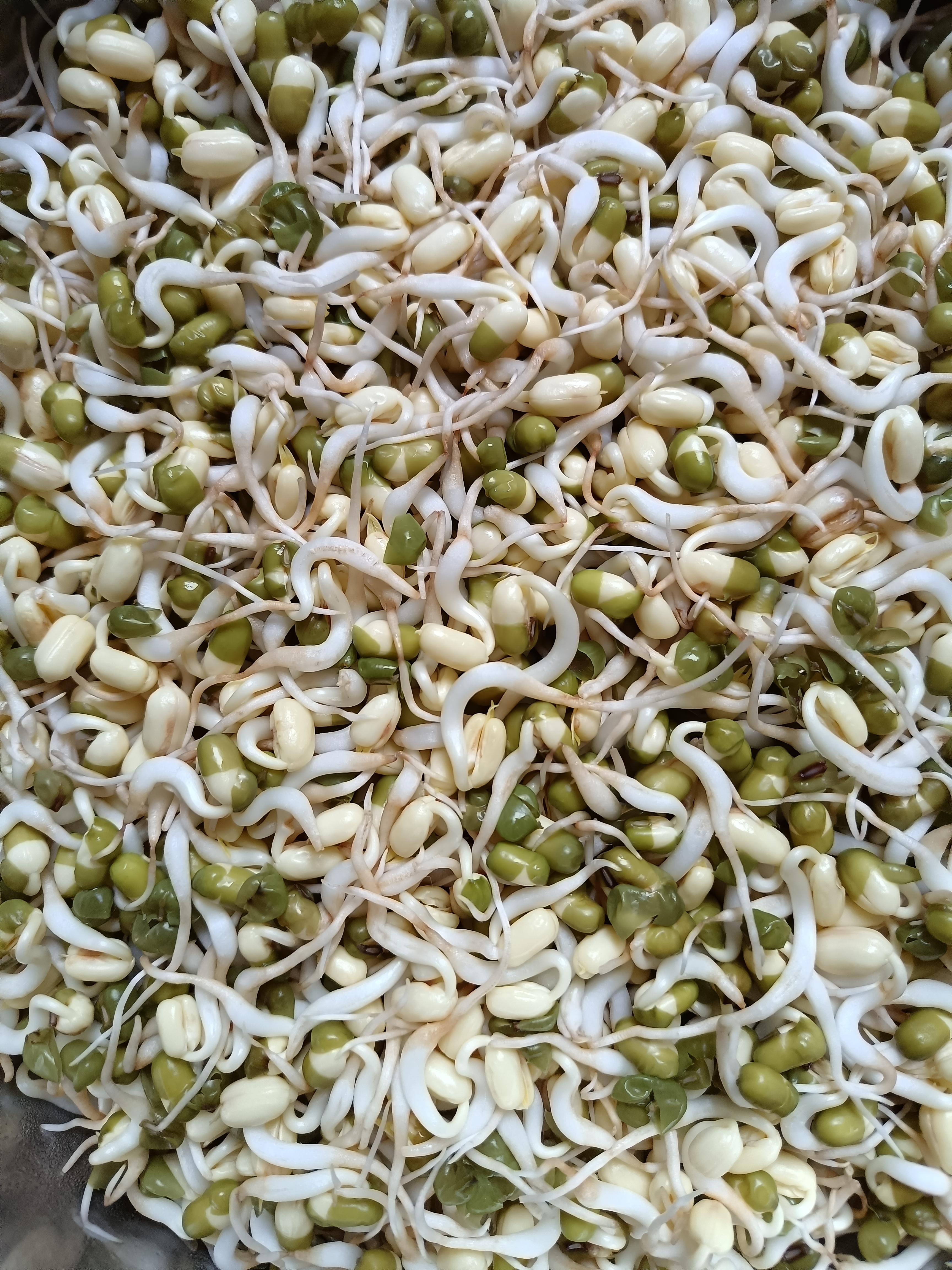 笨鸟先飞 的想法: 自己家里生绿豆芽