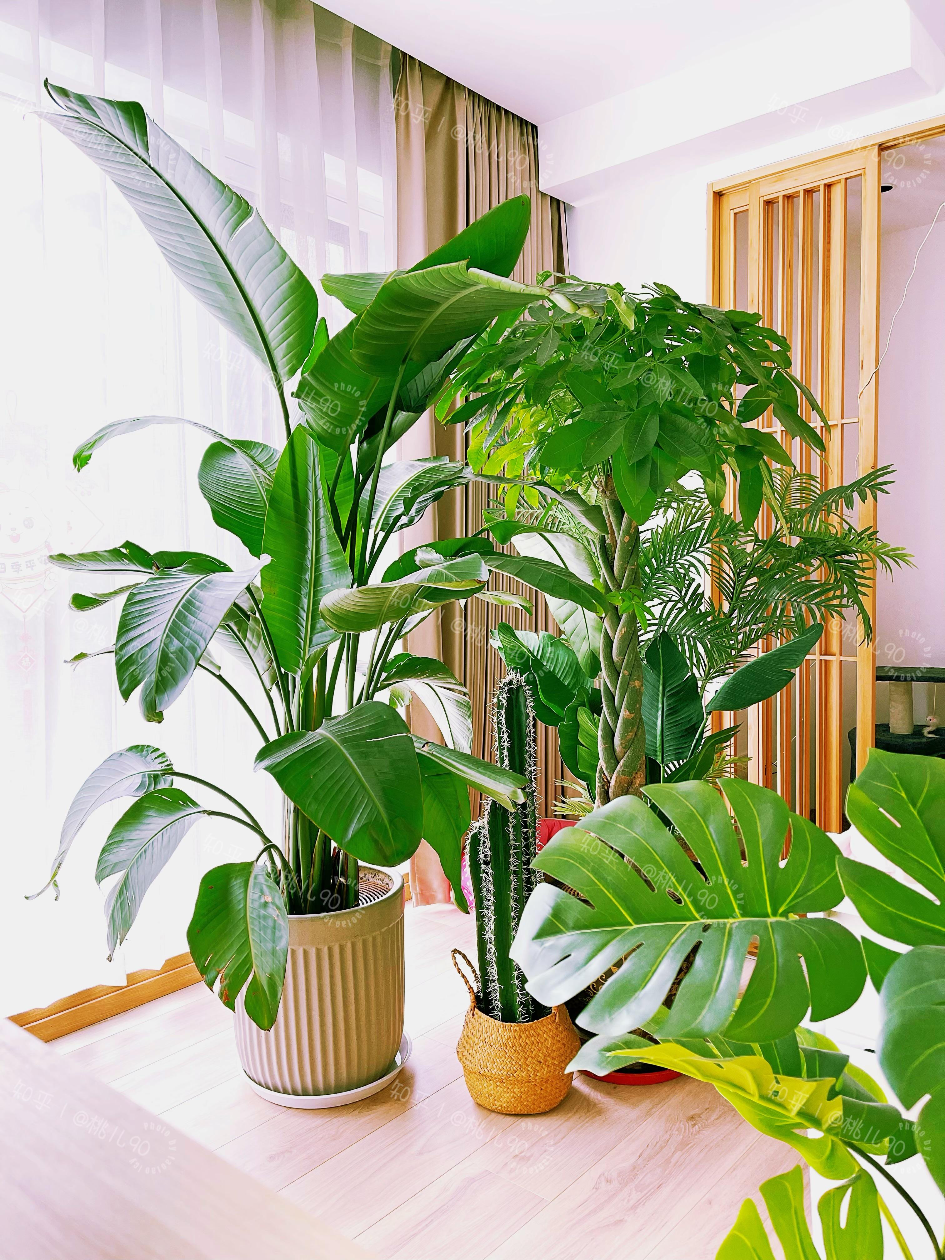 桃儿90 的想法: 我家是日式原木风,白墙原木搭配花草绿植绝美,可是我