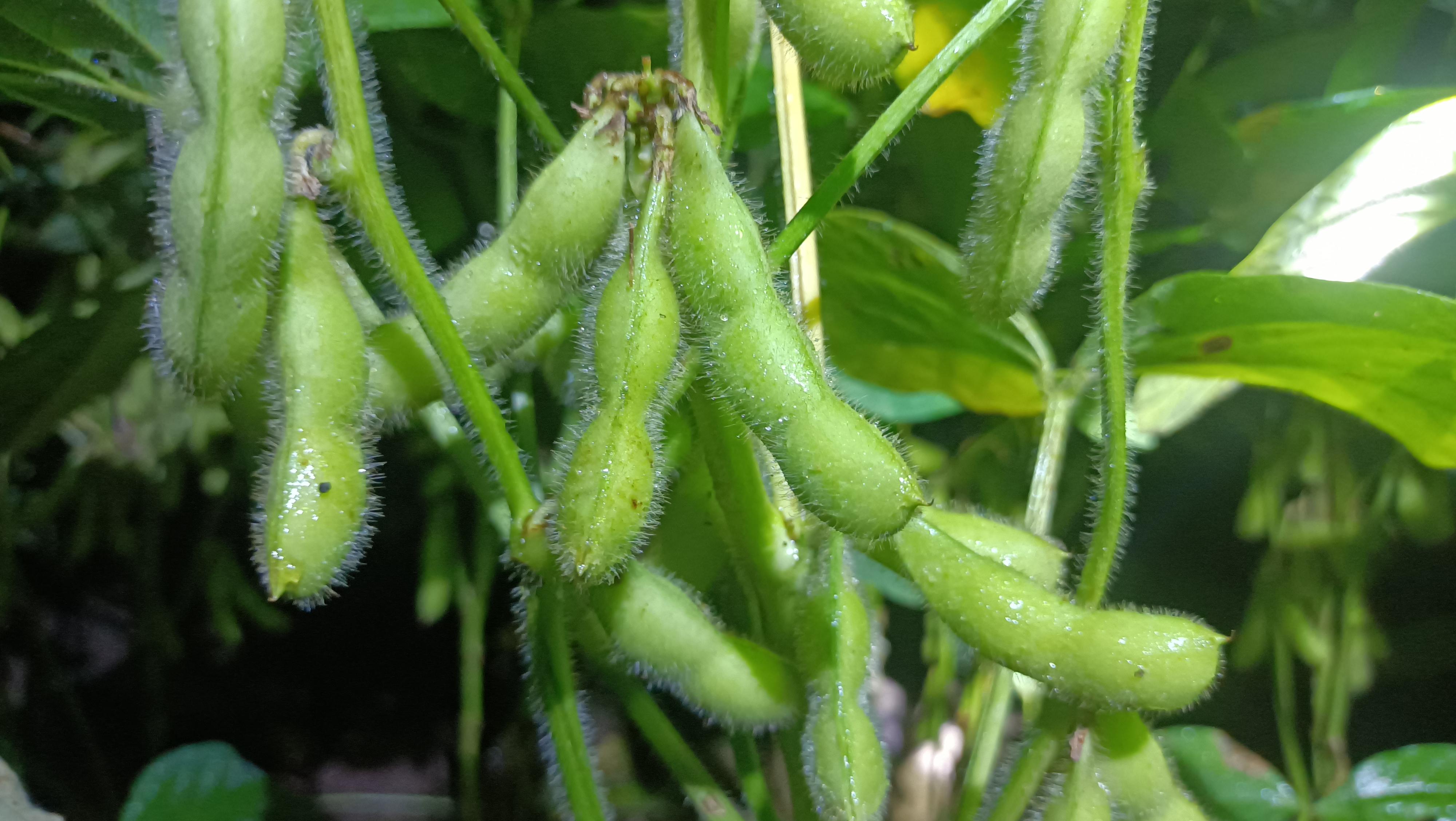 水哥去旅行 的想法: 冬季在采摘毛豆,记录美好生活