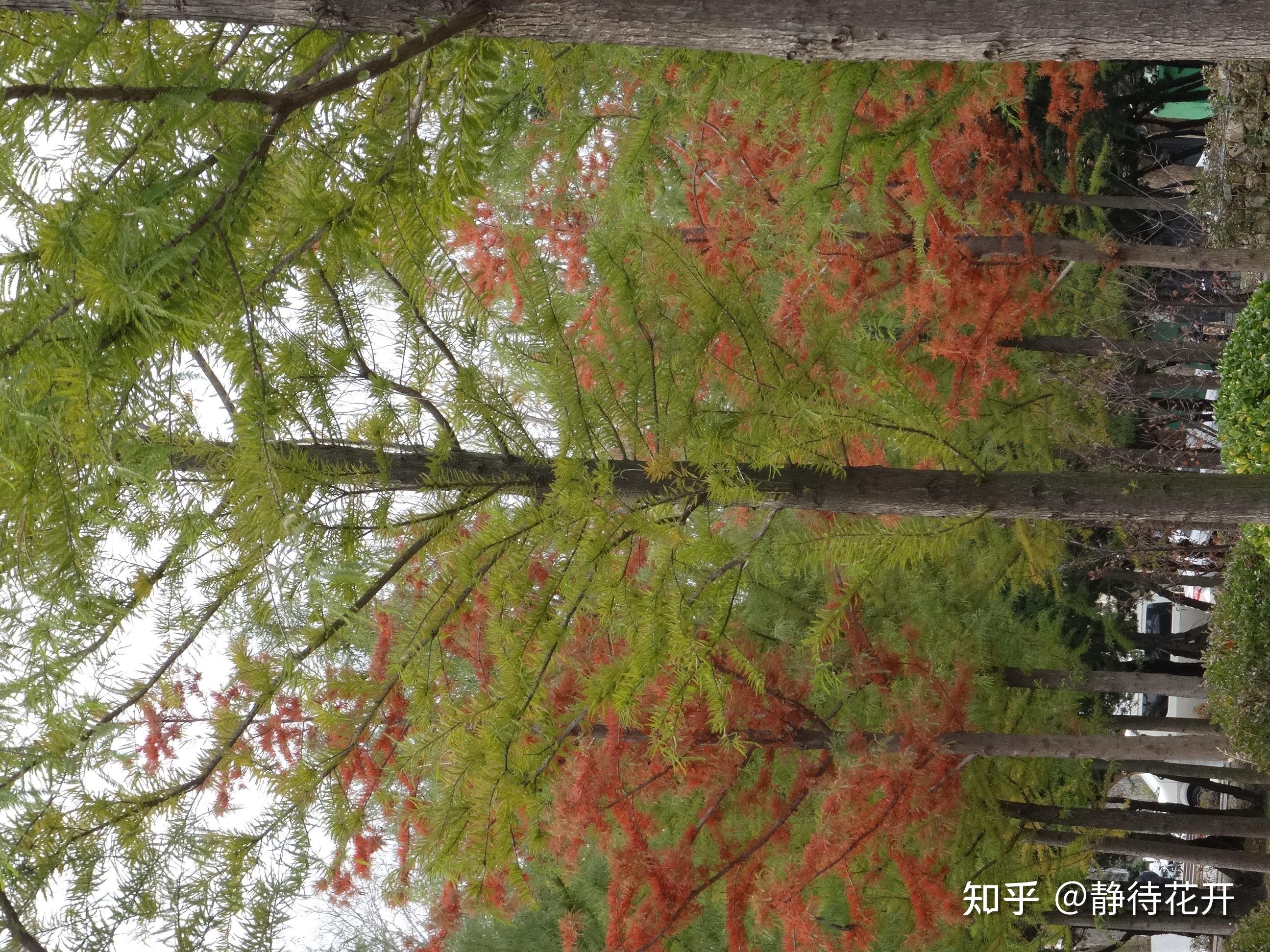 静待花开 的想法: 冬日的中山杉 | 校园里有一片中山杉,其中有些植株的叶子变红了。远看挺拔的树干之上,叶子红绿相衬,分… - 知乎