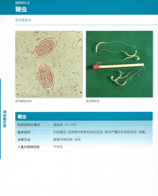 毛尾线虫病图片