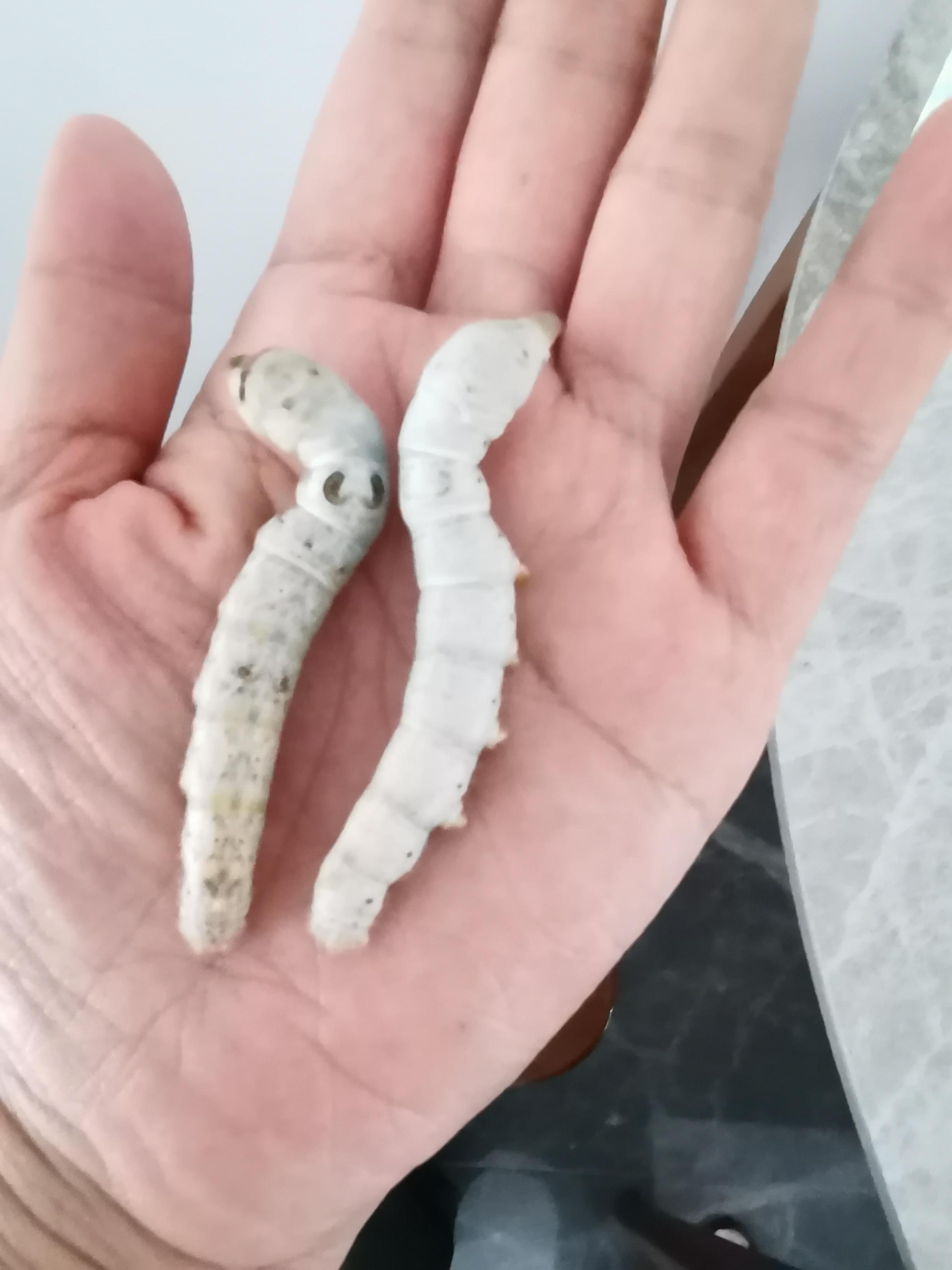 情感导师 的想法: 蚕宝宝真的很可爱哈