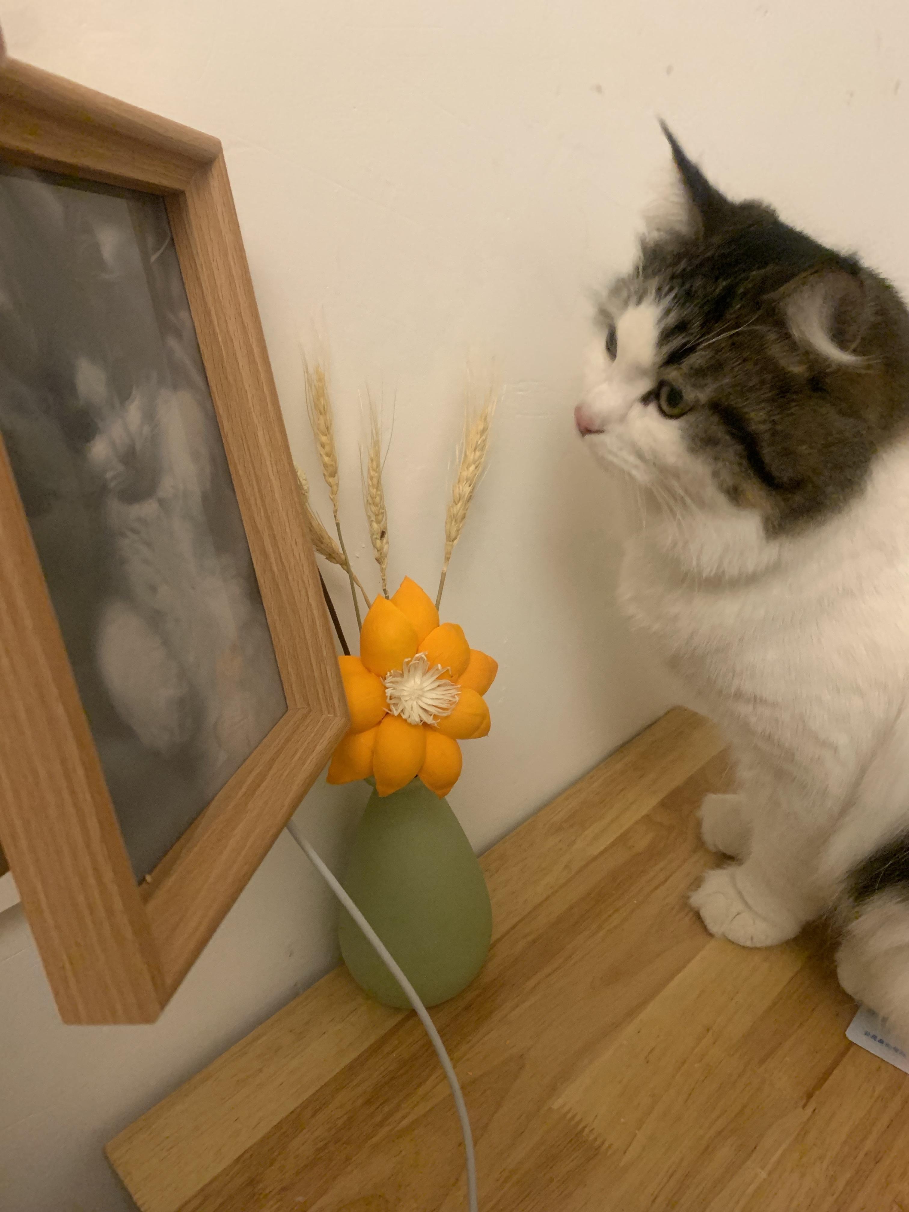 领养来的一直小猫咪,是前主人家里猫咪生下来的串串,刚来的时候