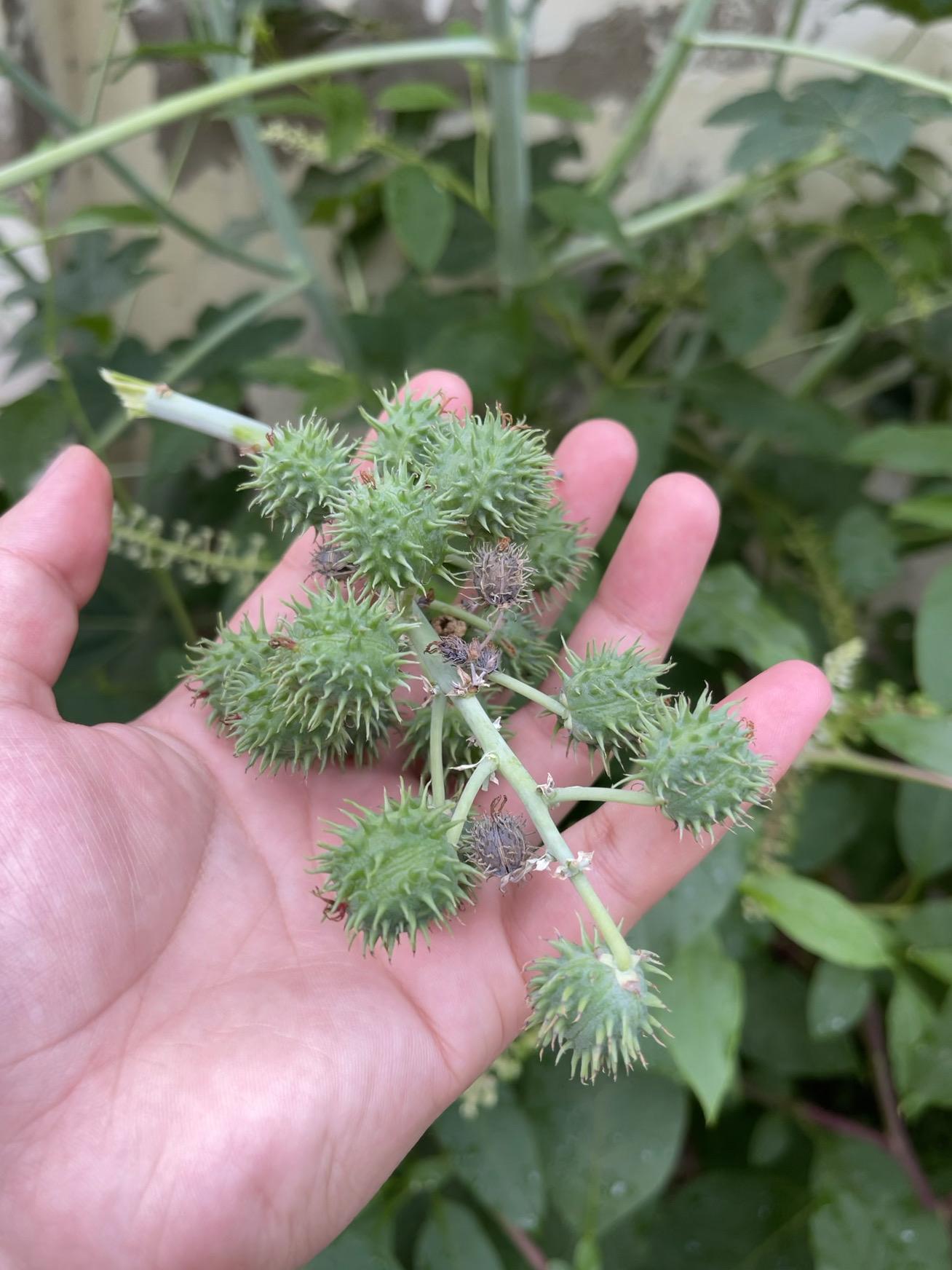 郭开放tcm 的想法 蓖麻以前大队里榨油用