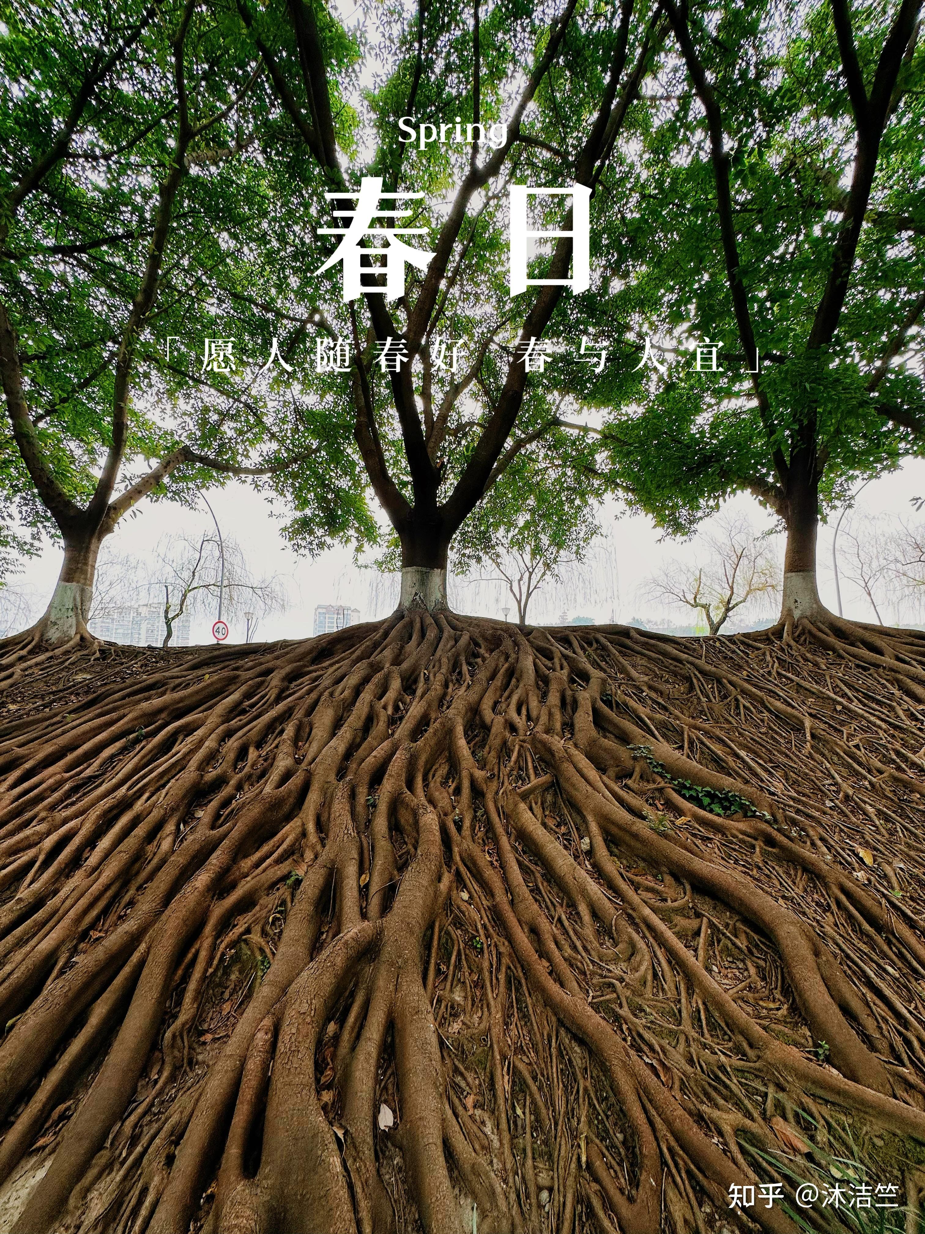 沐洁竺 的想法: 气根/空气中植物根 | 前两天出了趟门,在当地的人行道边看到气根的景象~觉得这些树的气根长得有一些神奇… - 知乎