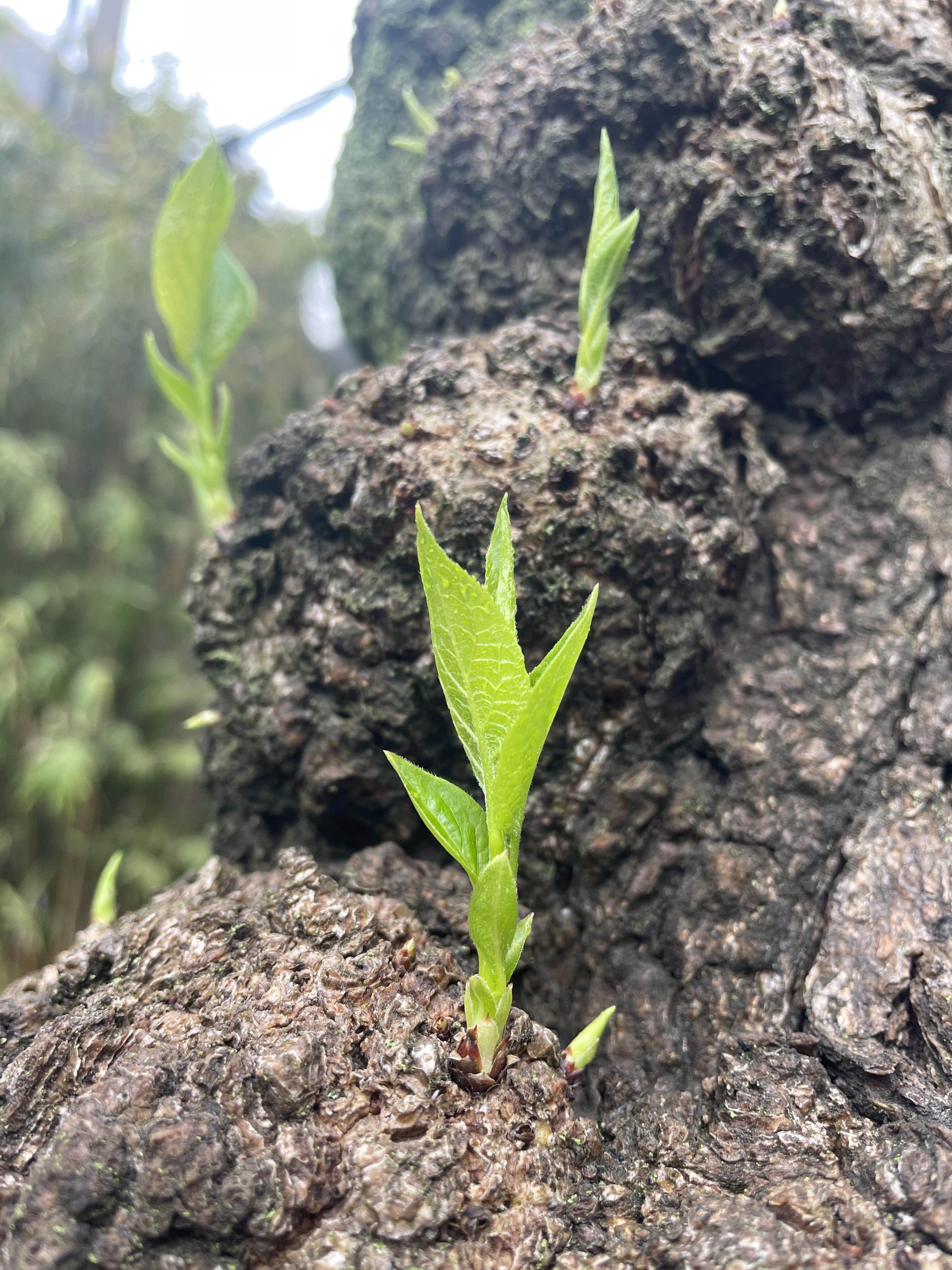 海棠花刚发芽图片图片