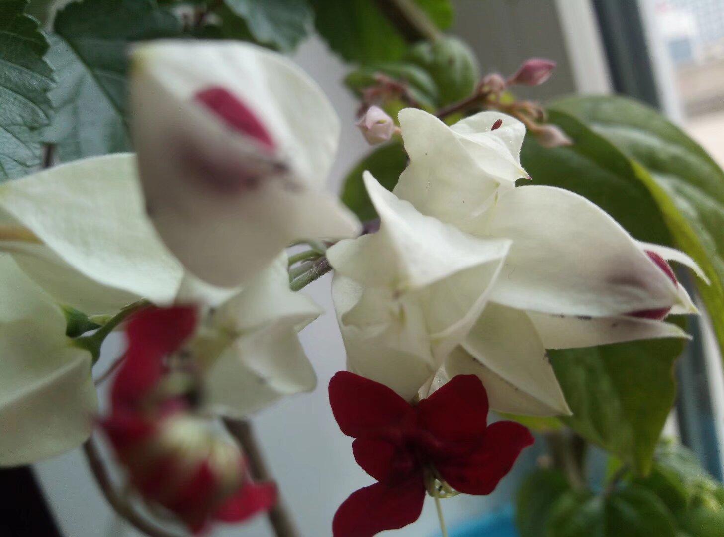 阳光少年1923 的想法: 龙吐珠 | 主要价值 br>观