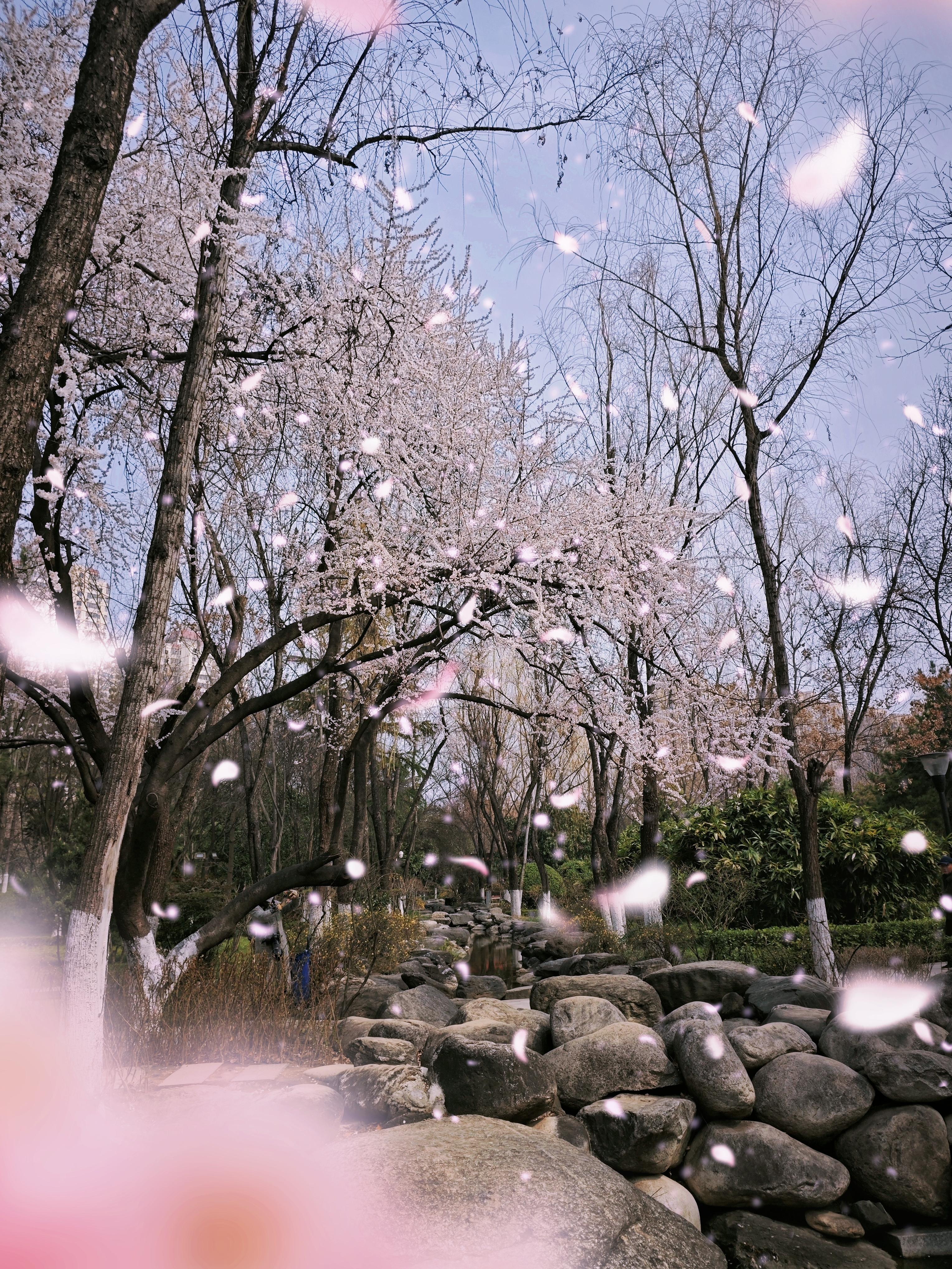 西行长安 的想法: 人间三月芳菲始,丰庆桃花始盛开