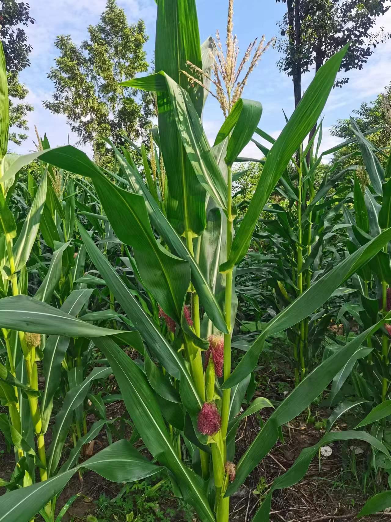 玉米棒子,我们老家也叫作苞谷.今天在早市上,有好多摊摊都摆着玉