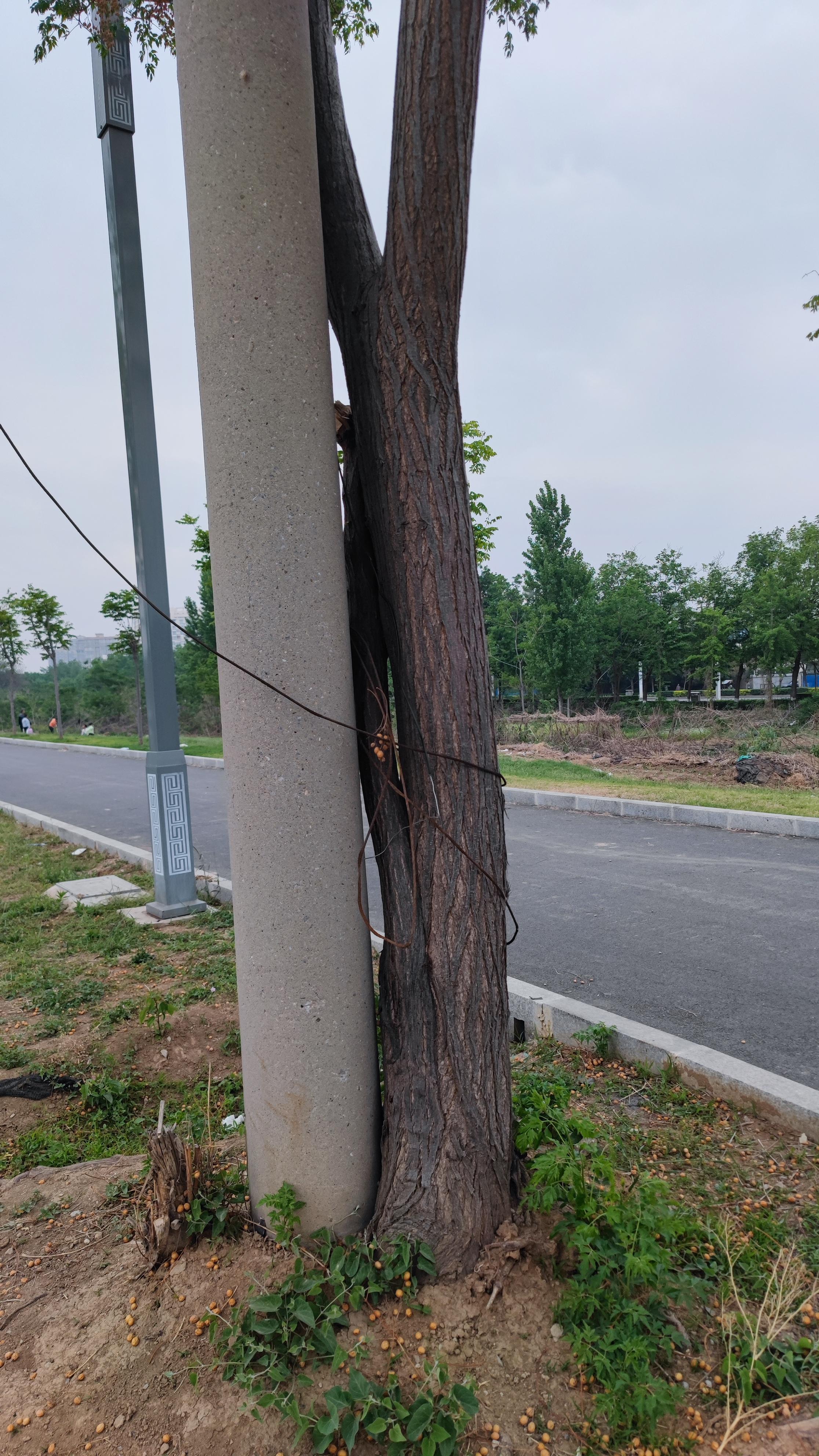 嘻嘻嘻西门吹雪 的想法: 电线杆和树