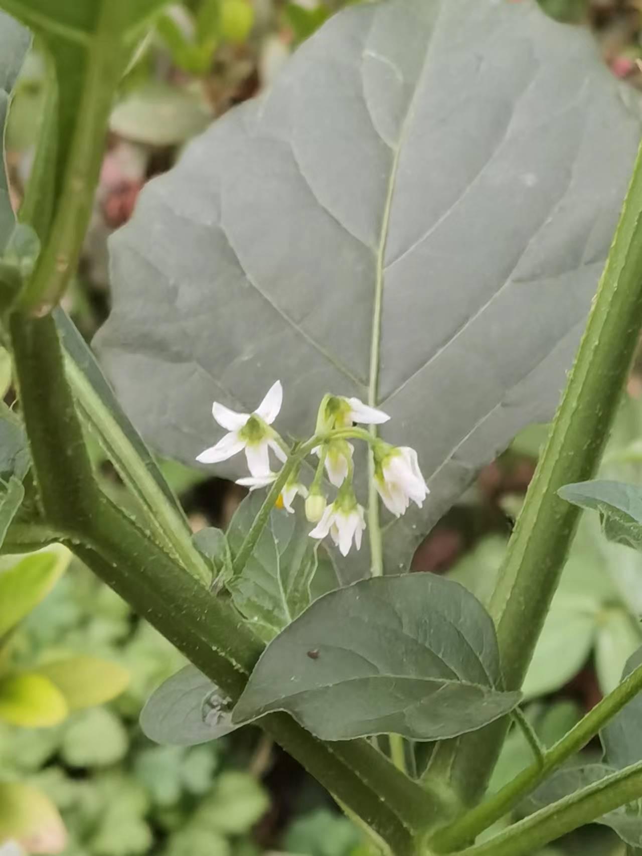 龙葵花几点开花图片