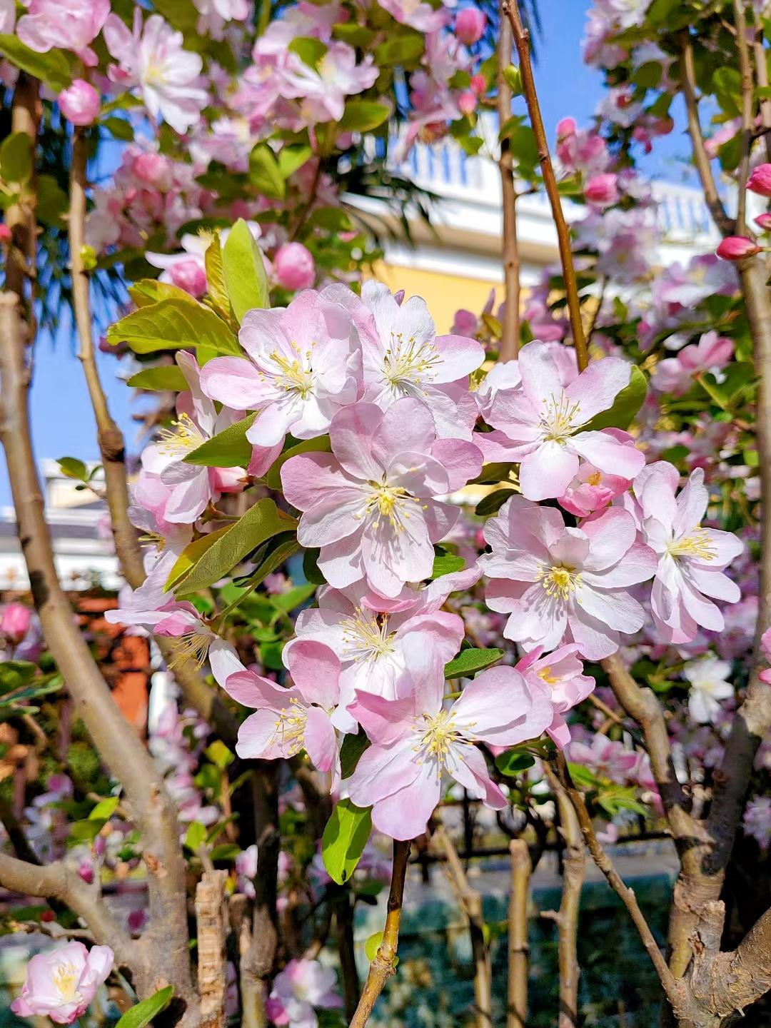 摄影西府海棠海棠花又开了海棠素有花中神仙花贵妃花尊贵之美称亦有