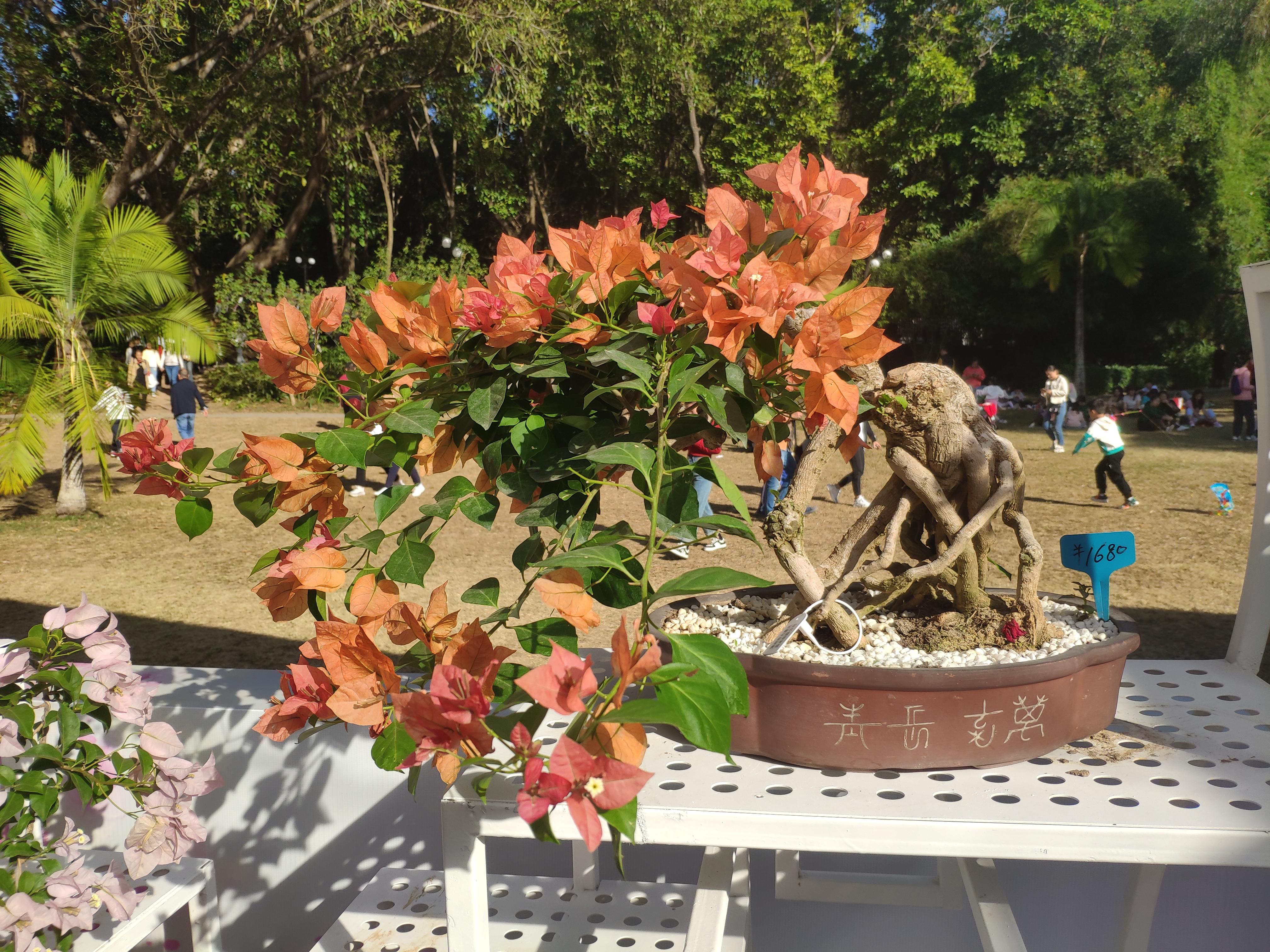 zj12345 的想法: 深圳市花 三角梅 | 94拍摄时间:2023年11月 br>