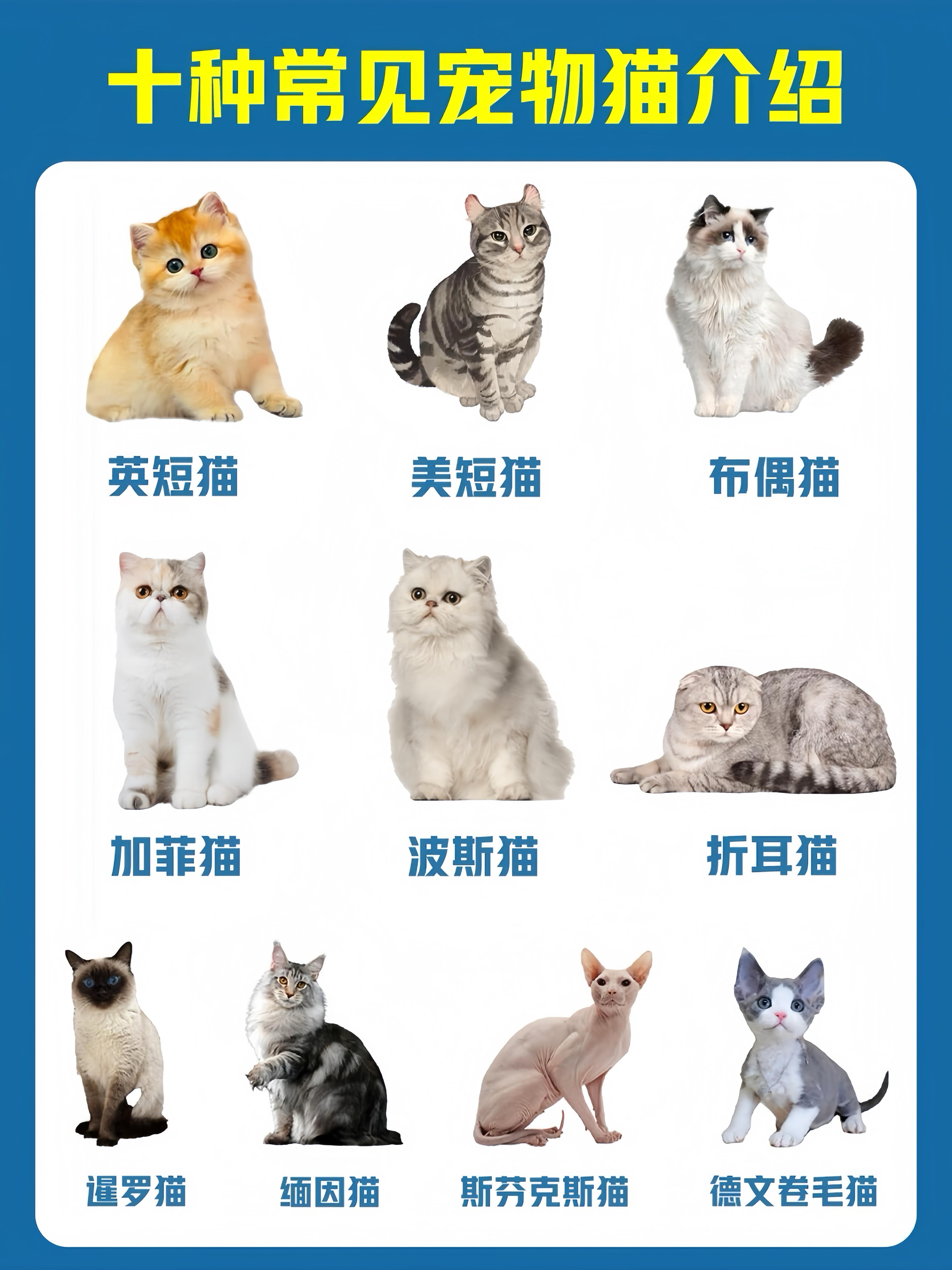 宠到家 的想法: 新手养猫