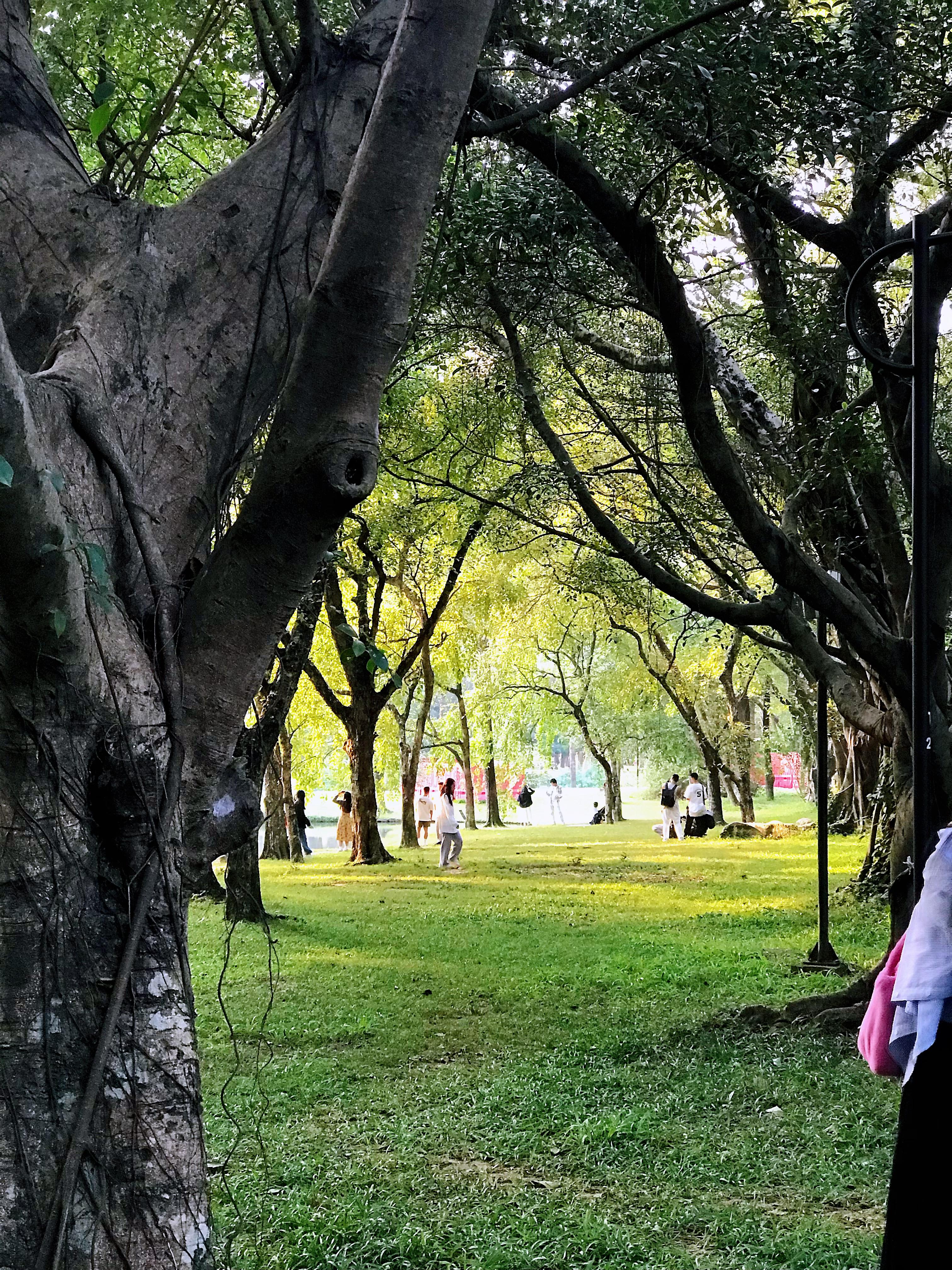 米米 的想法: 华南国家植物园周末游05 | 华南国家植物园位于广州