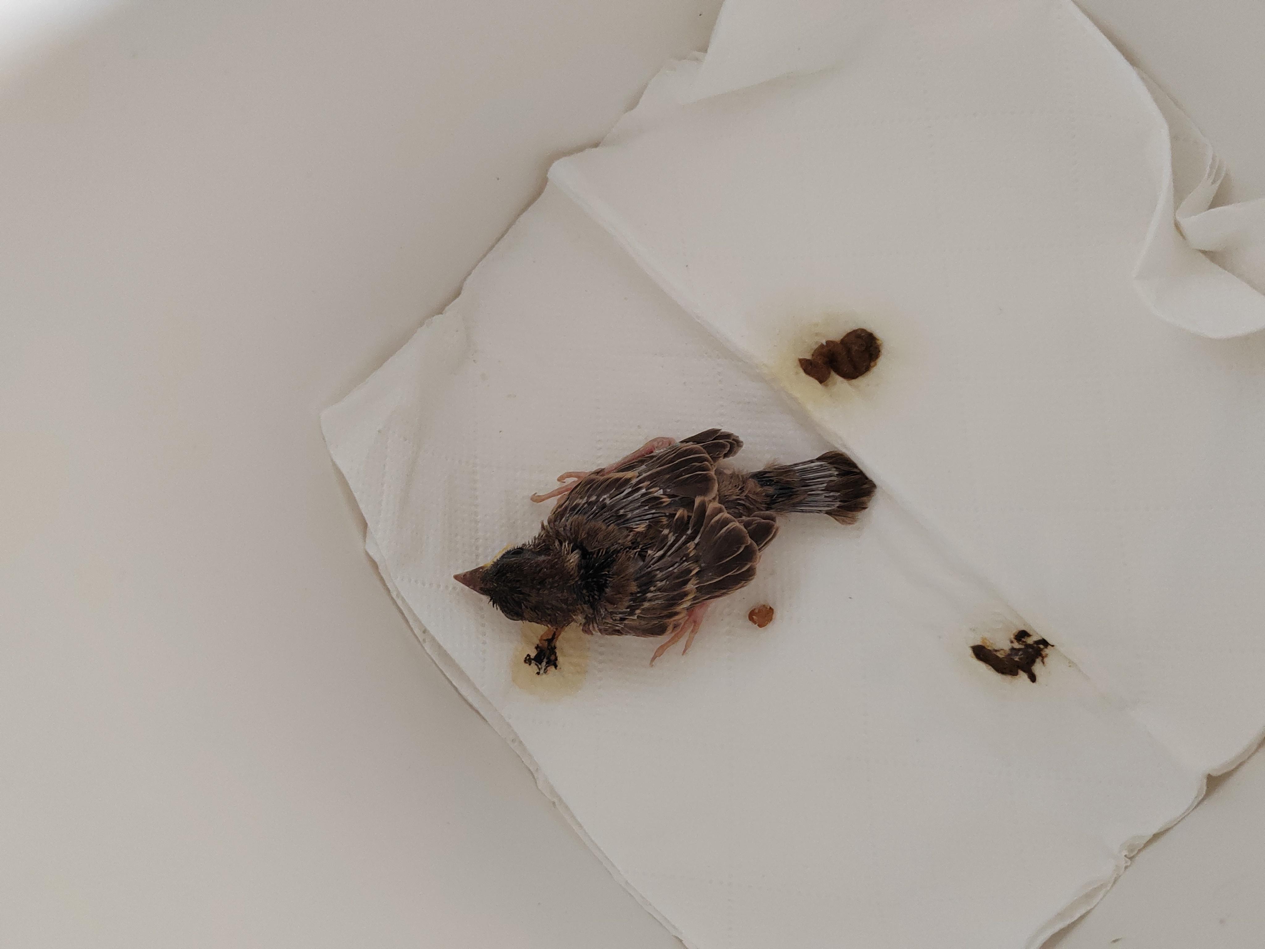 为麻雀超度-喂麻雀的乐趣 为麻雀超度-喂麻雀的乐趣