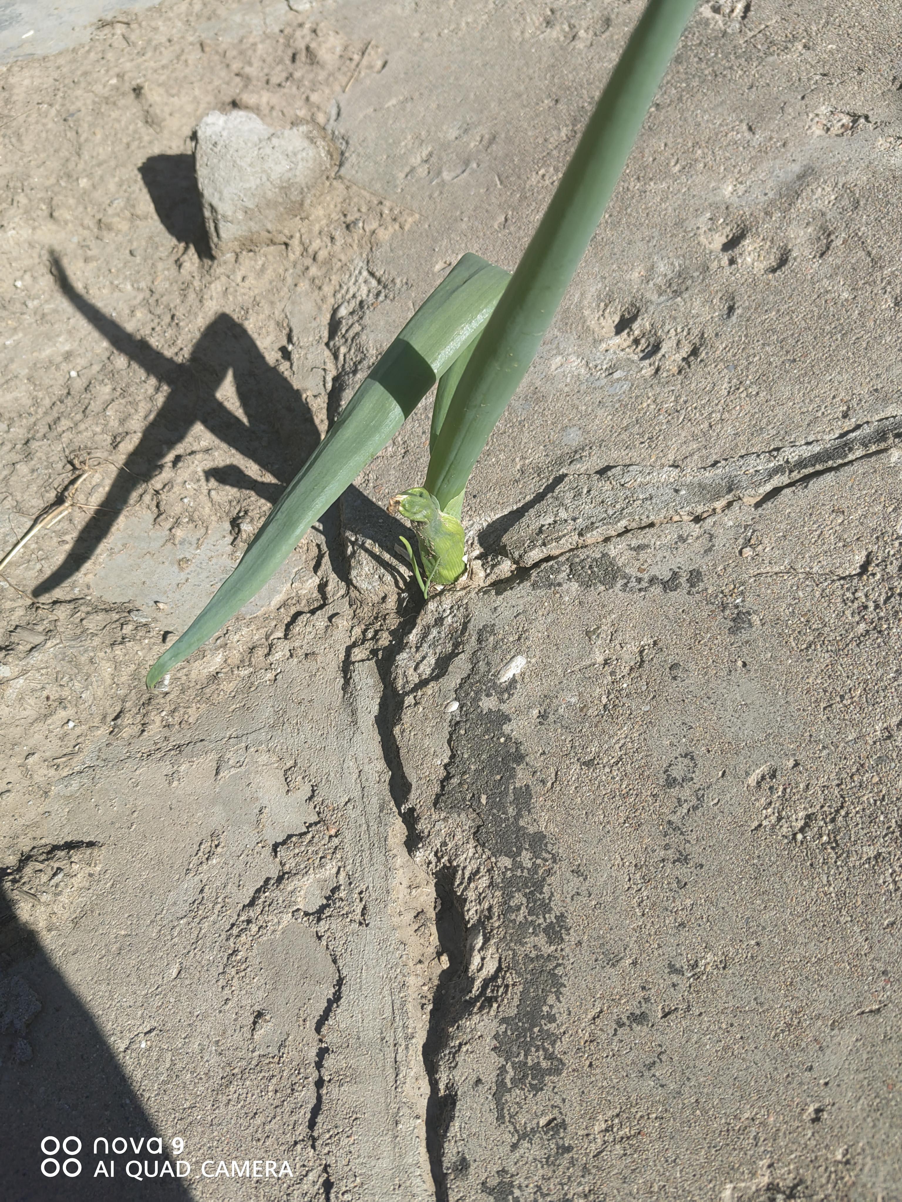 晨阳 的想法: 夹缝里面求生存 | 人与人之间生存生活的环境差异很大