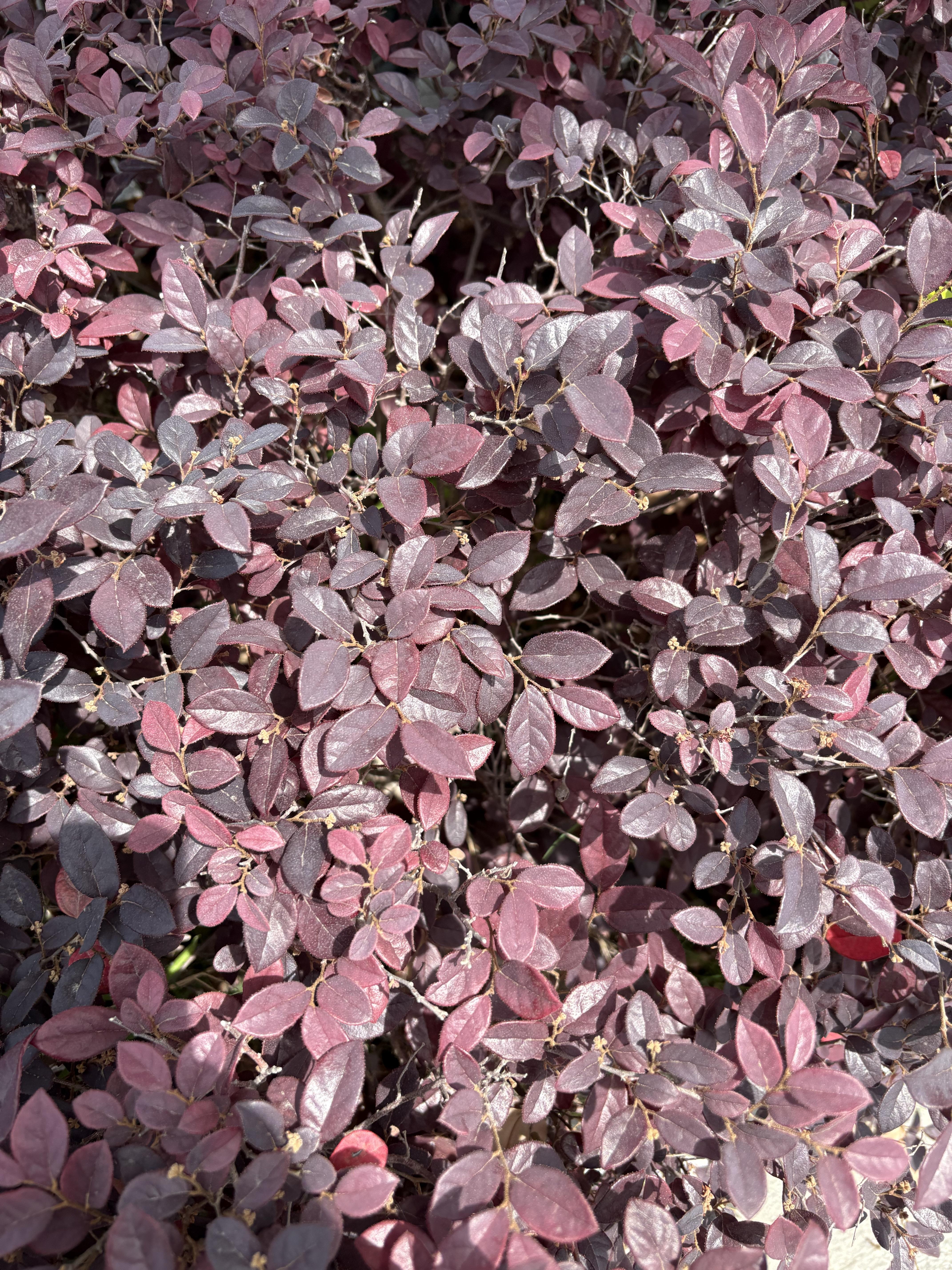 紫叶小檗的叶片如紫霞晕染,神秘而迷人;红叶石楠红绿交织的叶簇,似