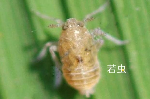 水稻白背飞虱俗称蠓子,化秆虫,稻虱子,也是一种远距离迁飞害虫