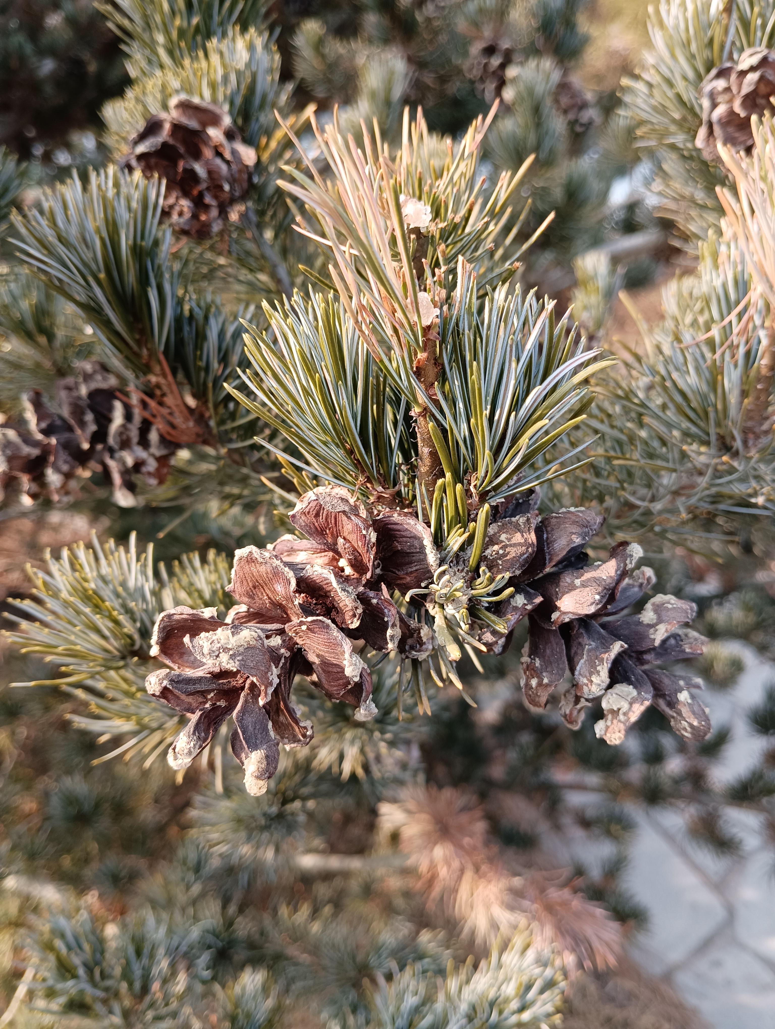 谢真 的想法: 松树🌲的果<a class="hash_tag" href="