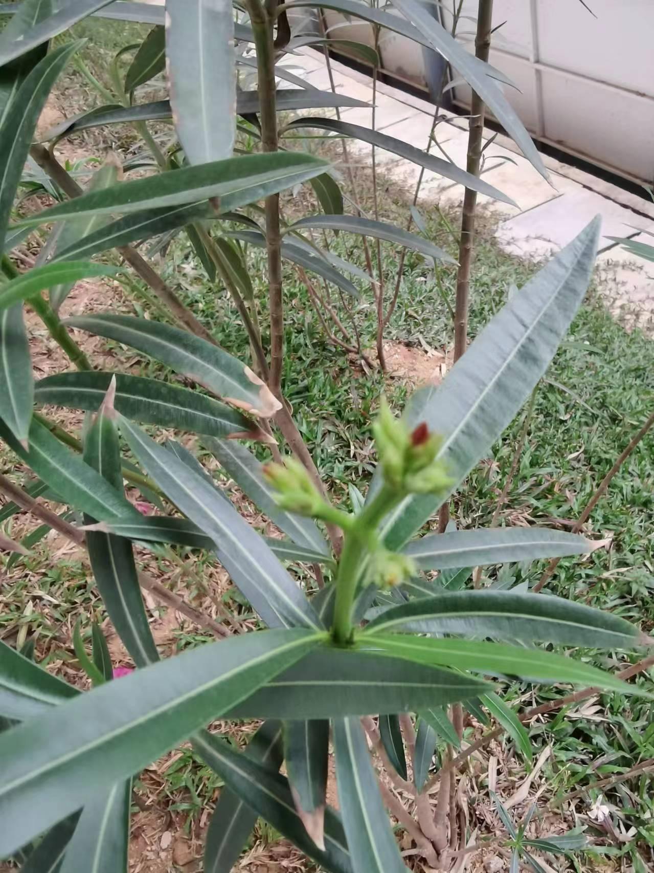 路边夹竹桃图片