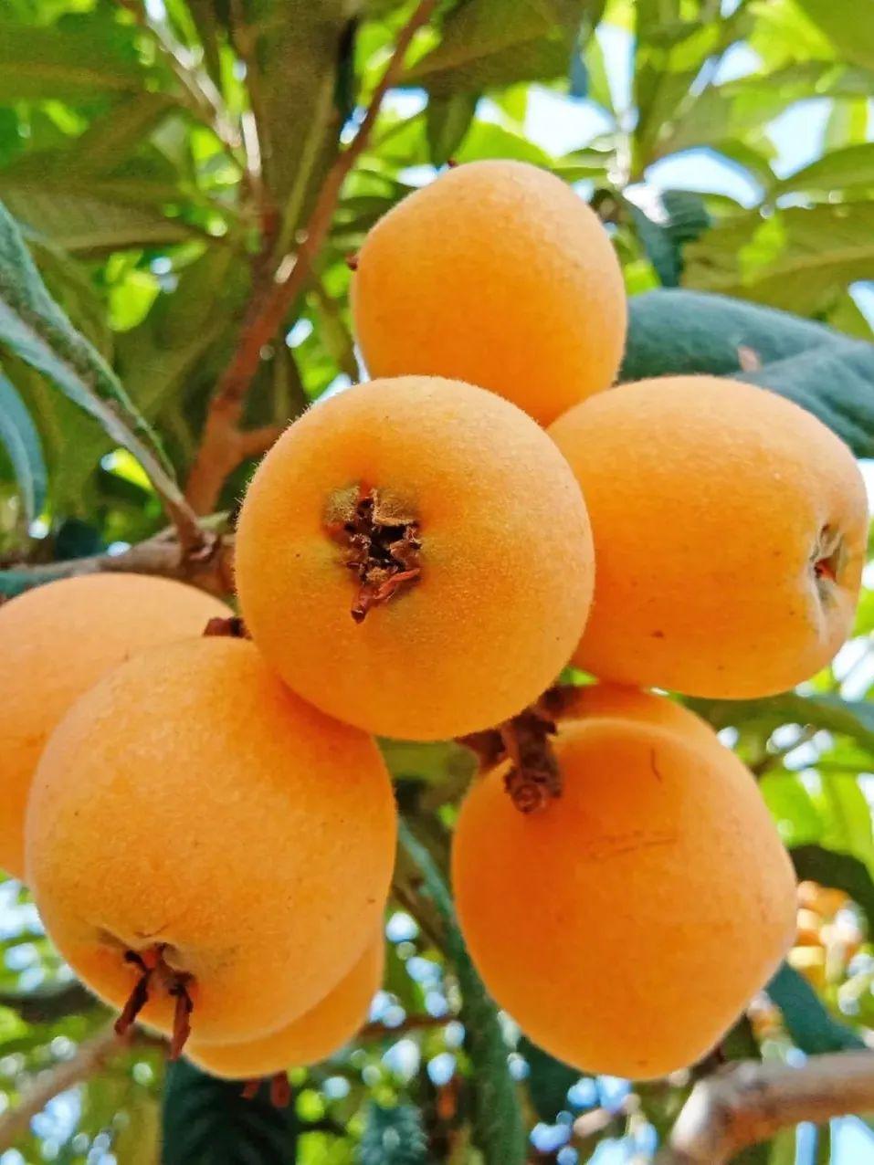 吉祥知道 的想法: 春天应季水果:枇杷